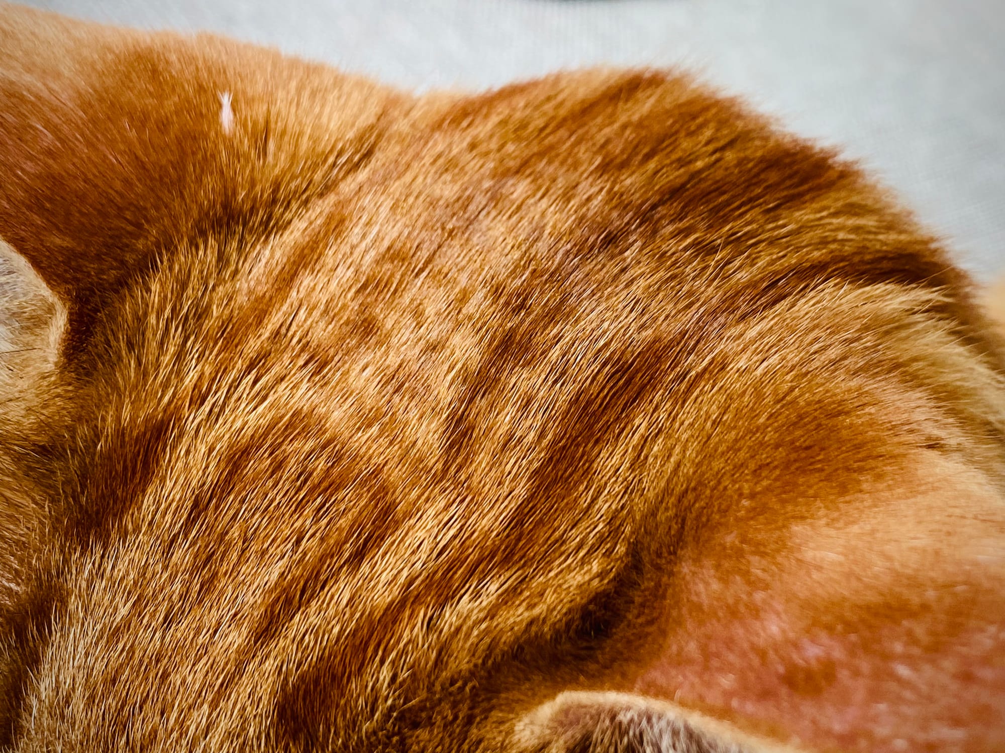 Closer, angled look at the patch of crimped fur on Sprite’s head