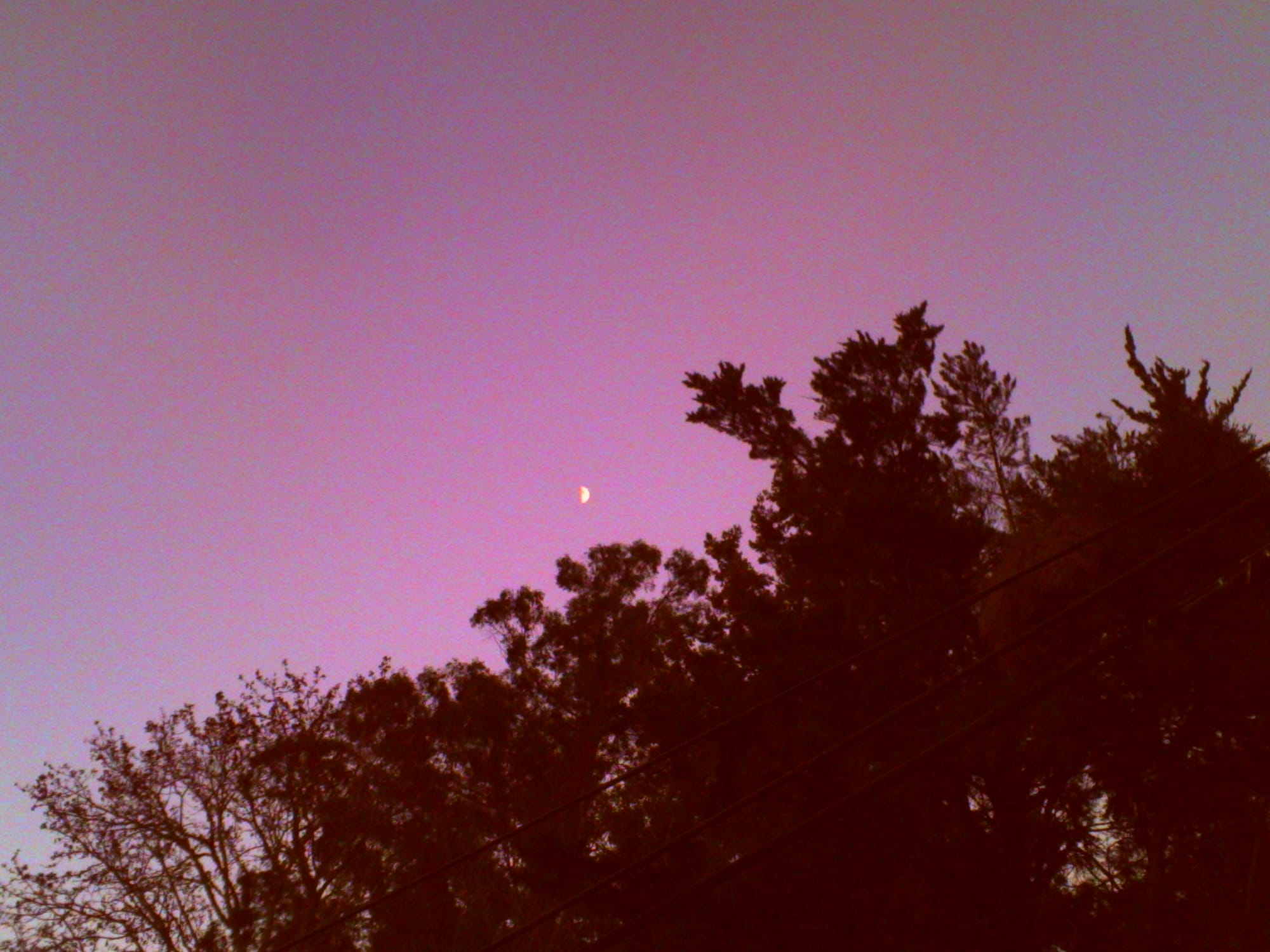 Tall tree silhouettes in the foreground against a pink and purple sky with a small sliver of the moon visible right above the middle of the trees