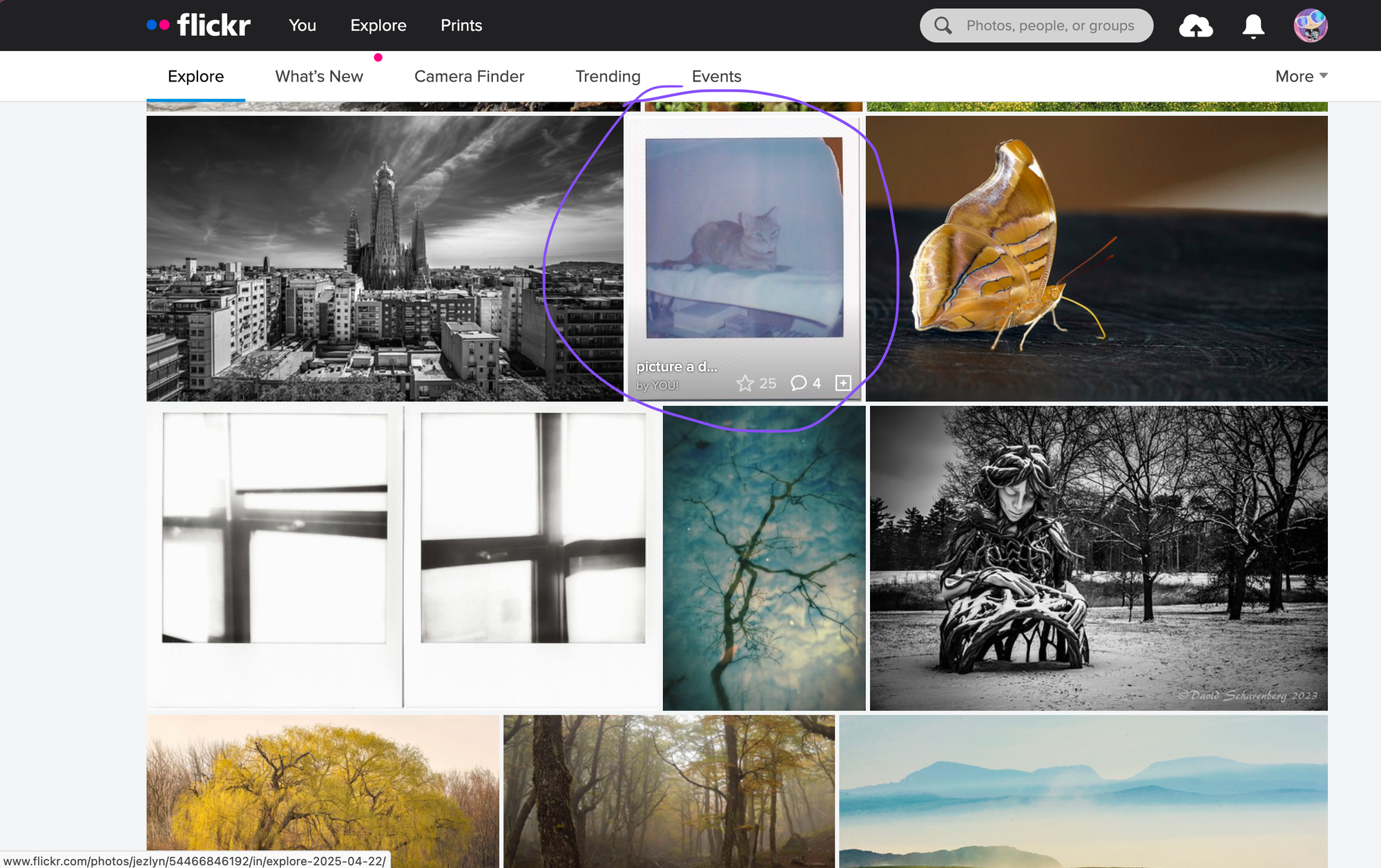 Screenshot of Flickr Explore webpage with a Polaroid Go image of an orange tabby loafing at the top of a shelving unit, the thumbnail among several other pictures trending in the feed, circled in purple