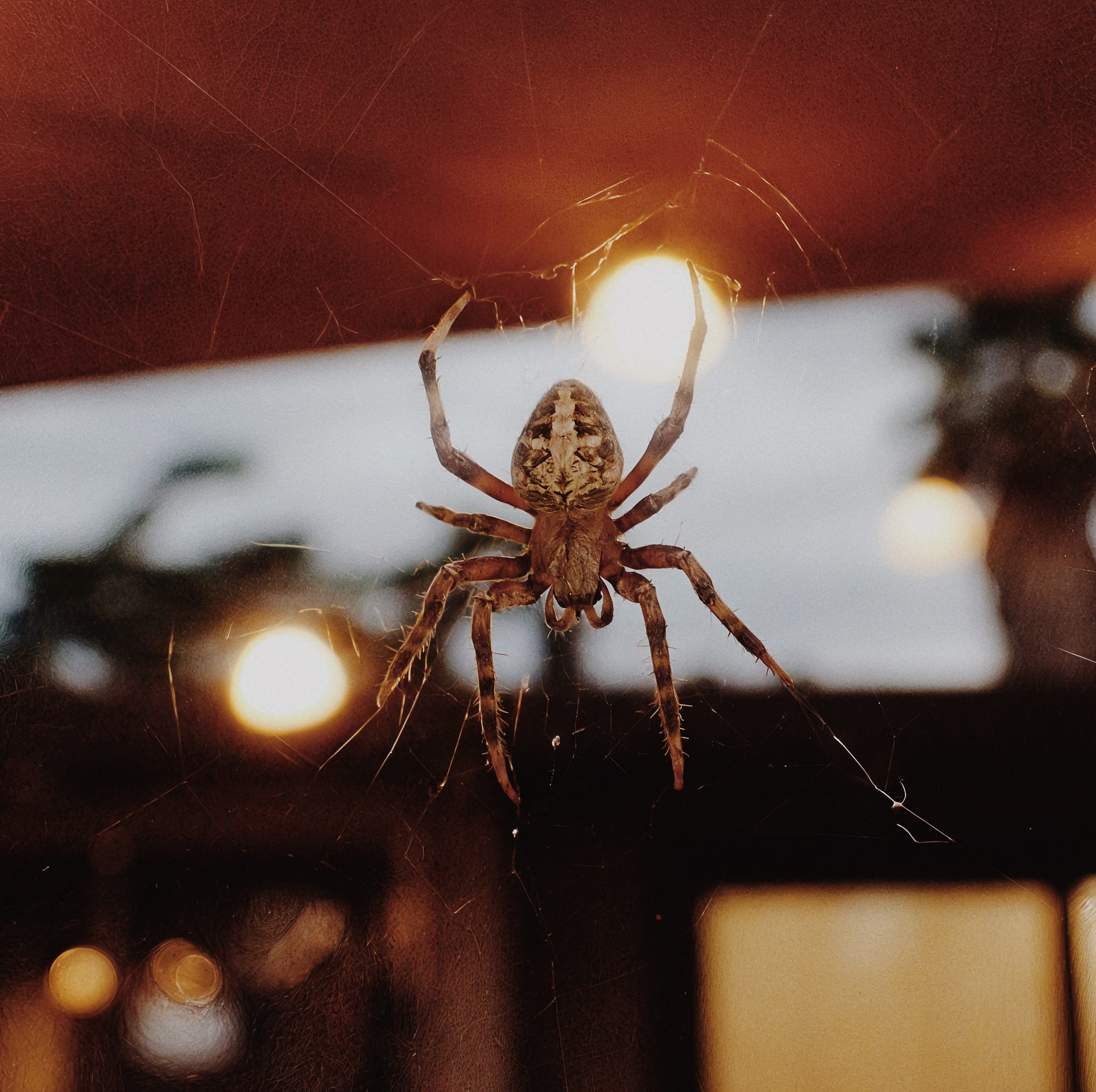 Close up of an orb weaver spider sitting in the middle of its web, some patio string lights in the background