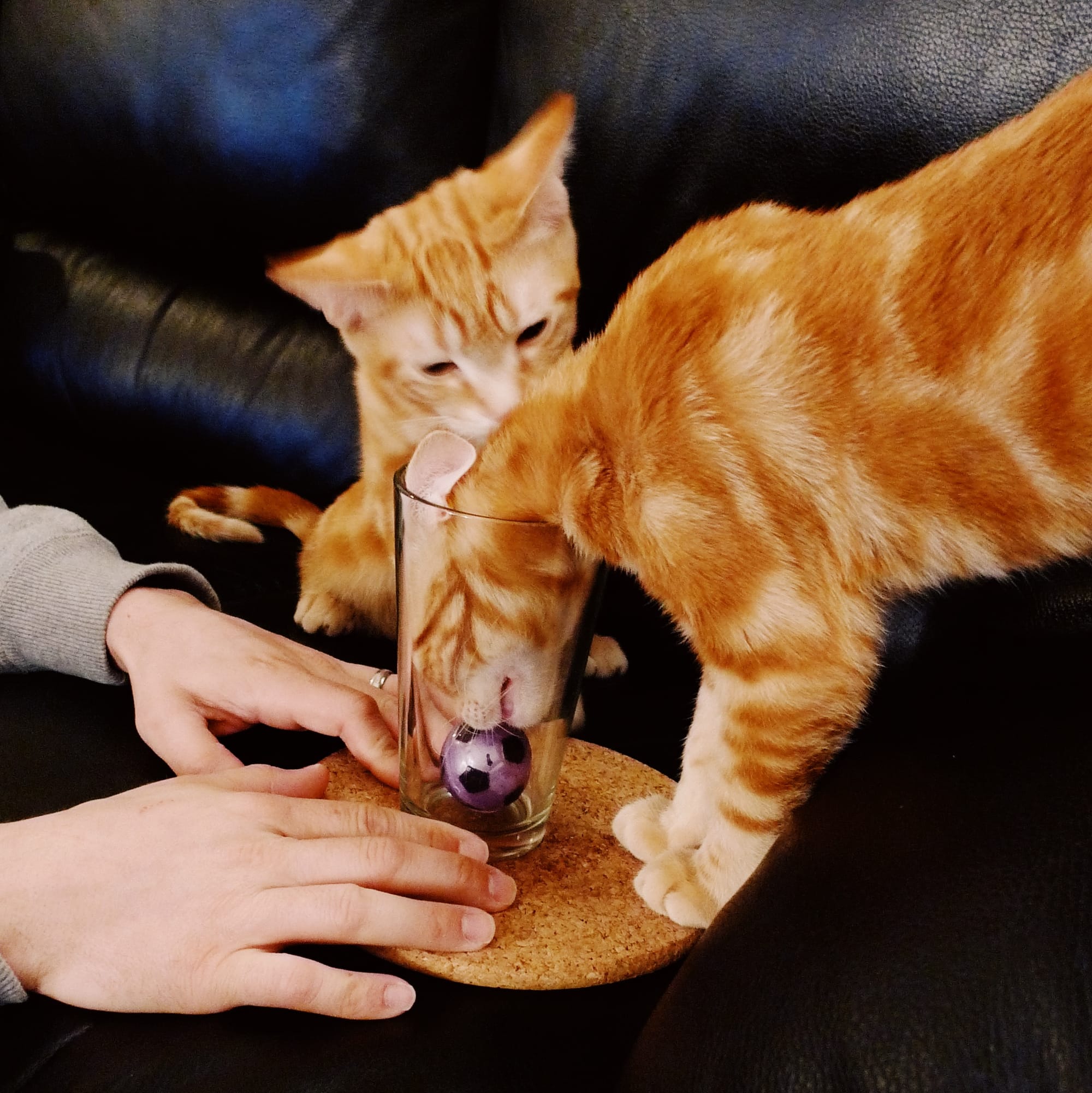 An orange tabby kitten with his head in a drinking glass, trying to get at the small purple soccer ball toy at the bottom of the glass, another orange tabby cat looking on in the background, a pair of hands holding the glass steady