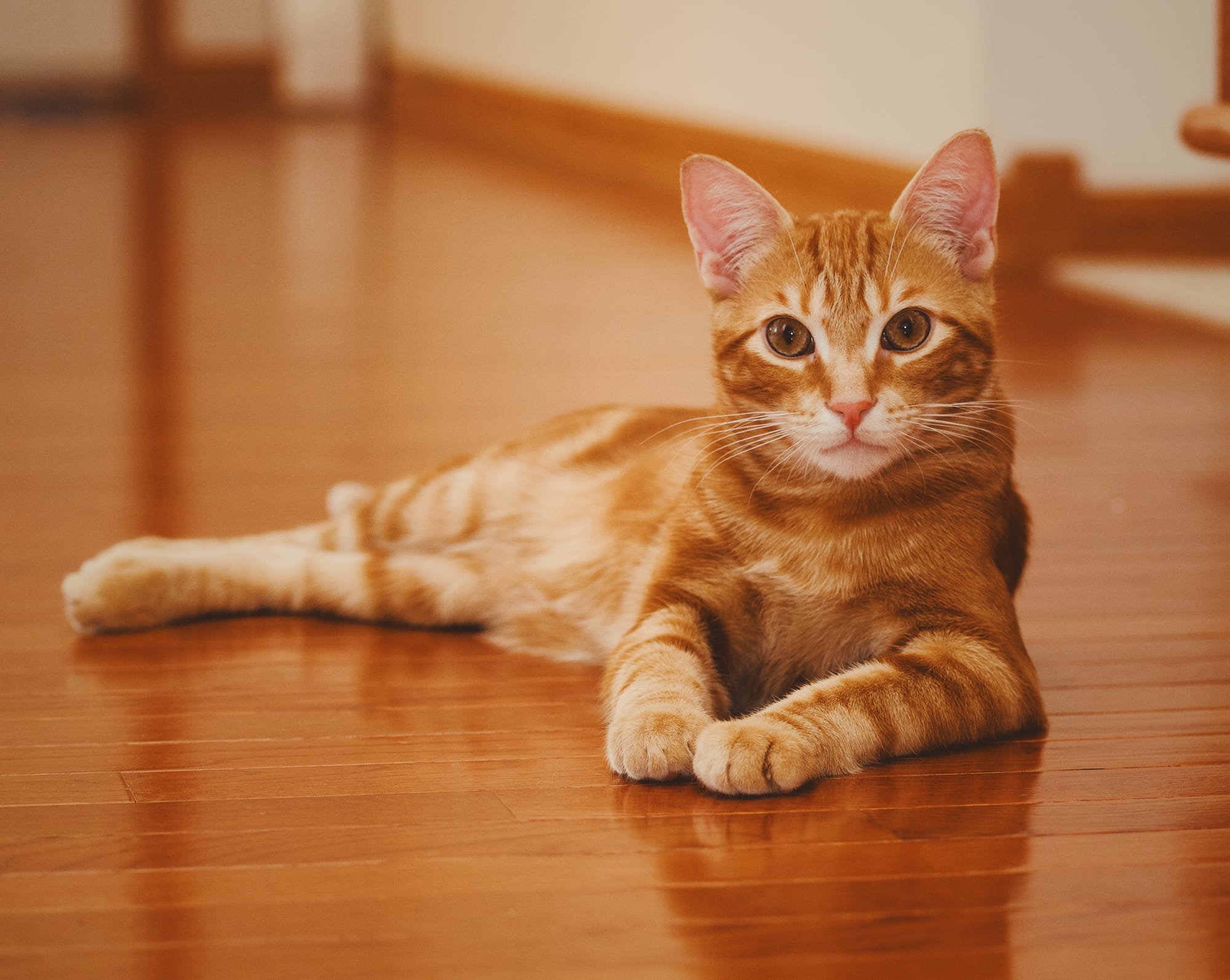 Orange and cream tabby lying down regally on a warm brown hardwood floor, looking at the camera, his front legs extended straight in front of him, his back legs casually extended on his right side