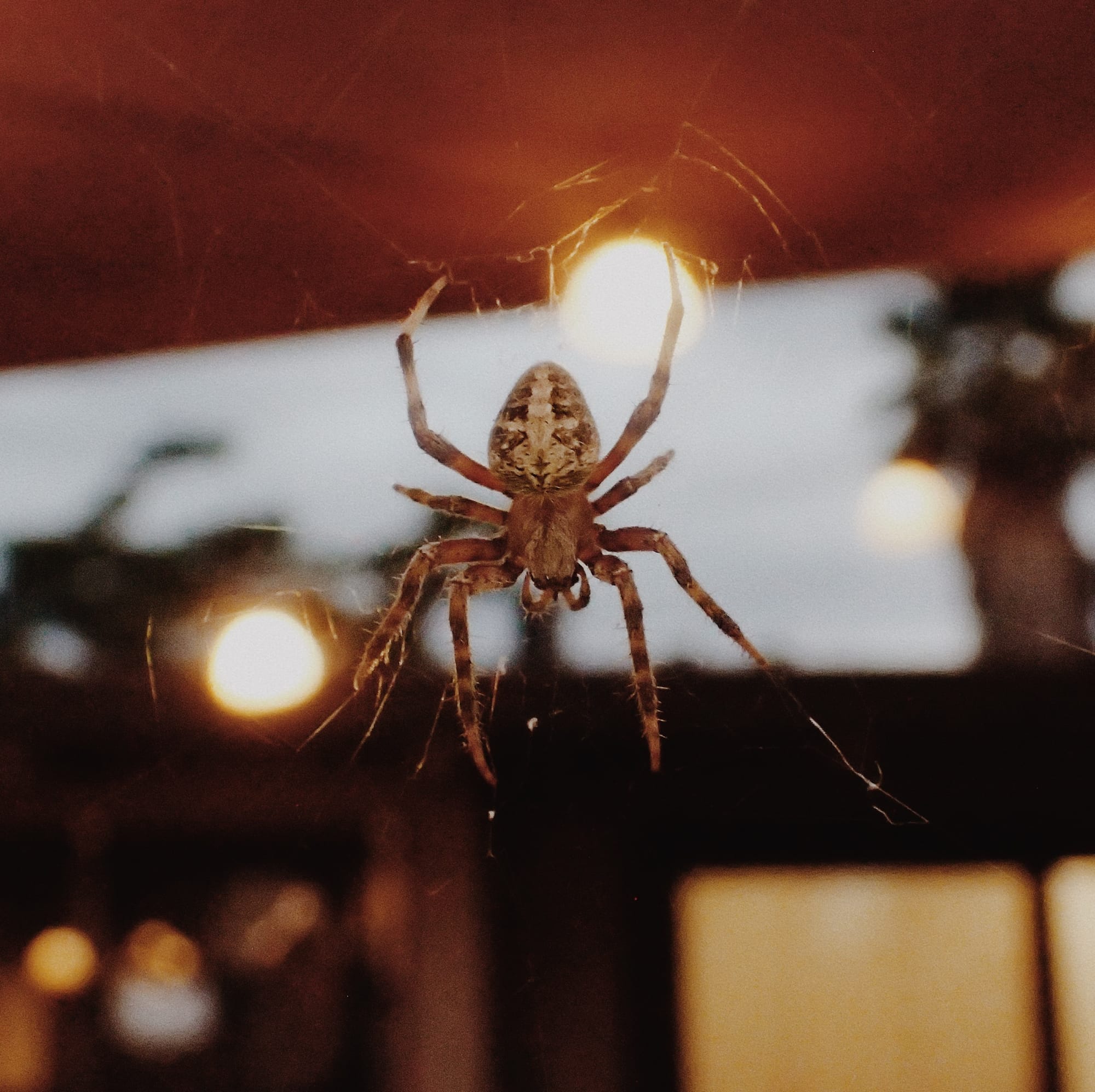Close up of an orb weaver spider sitting in the middle of its web, some patio string lights in the background