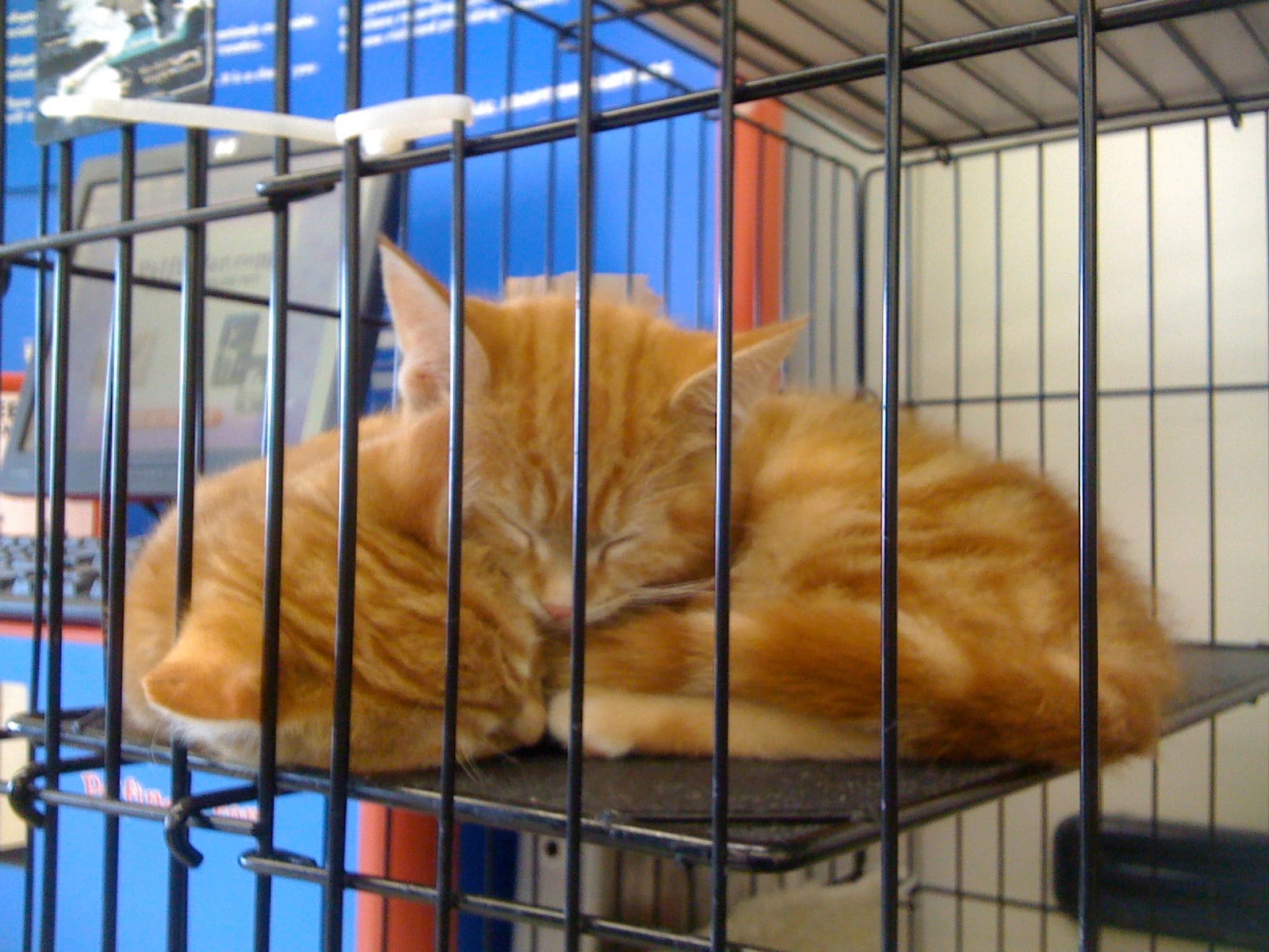 Two tiny orange and cream tabby kittens huddled together, sleeping, in a cage at the pet store