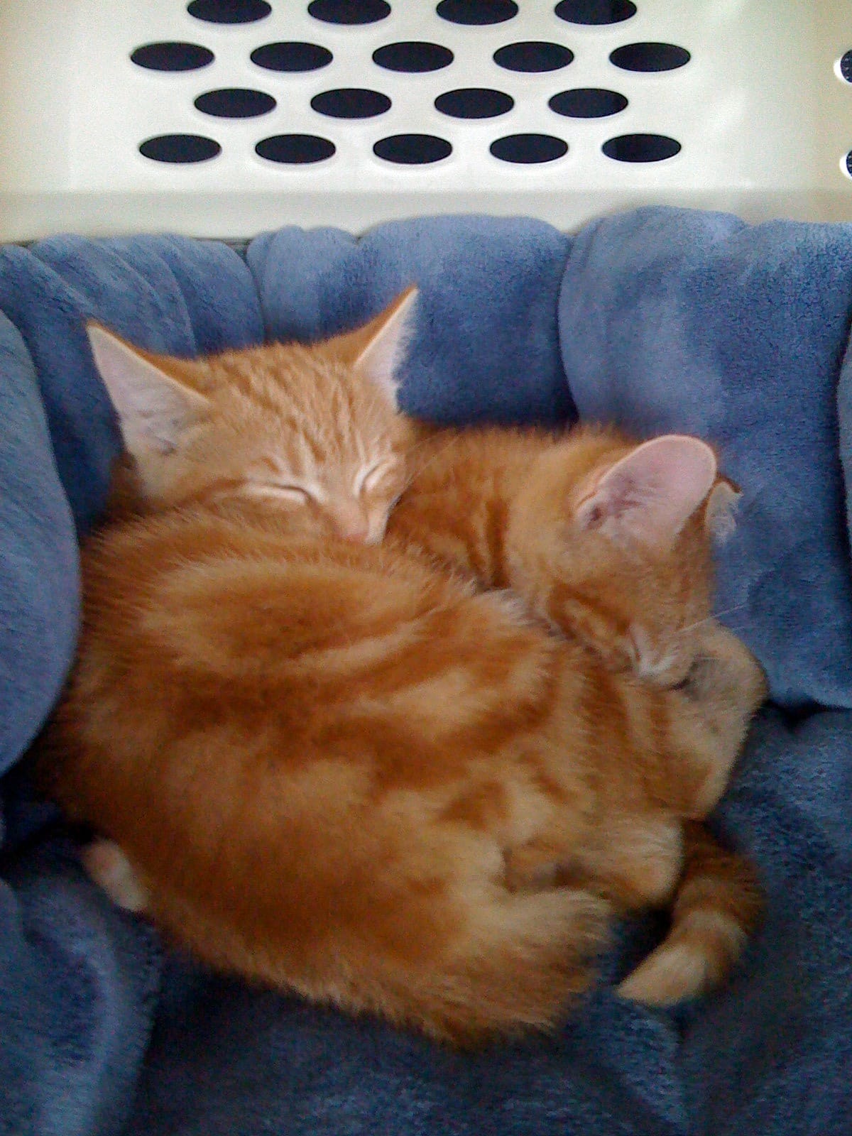 Two orange and cream tabbies cuddled up on a blue cat bed inside a cat carrier