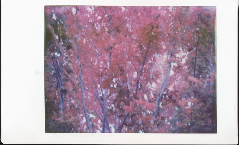 Blurry, overexposed picture of the red leaves on an unknown tree