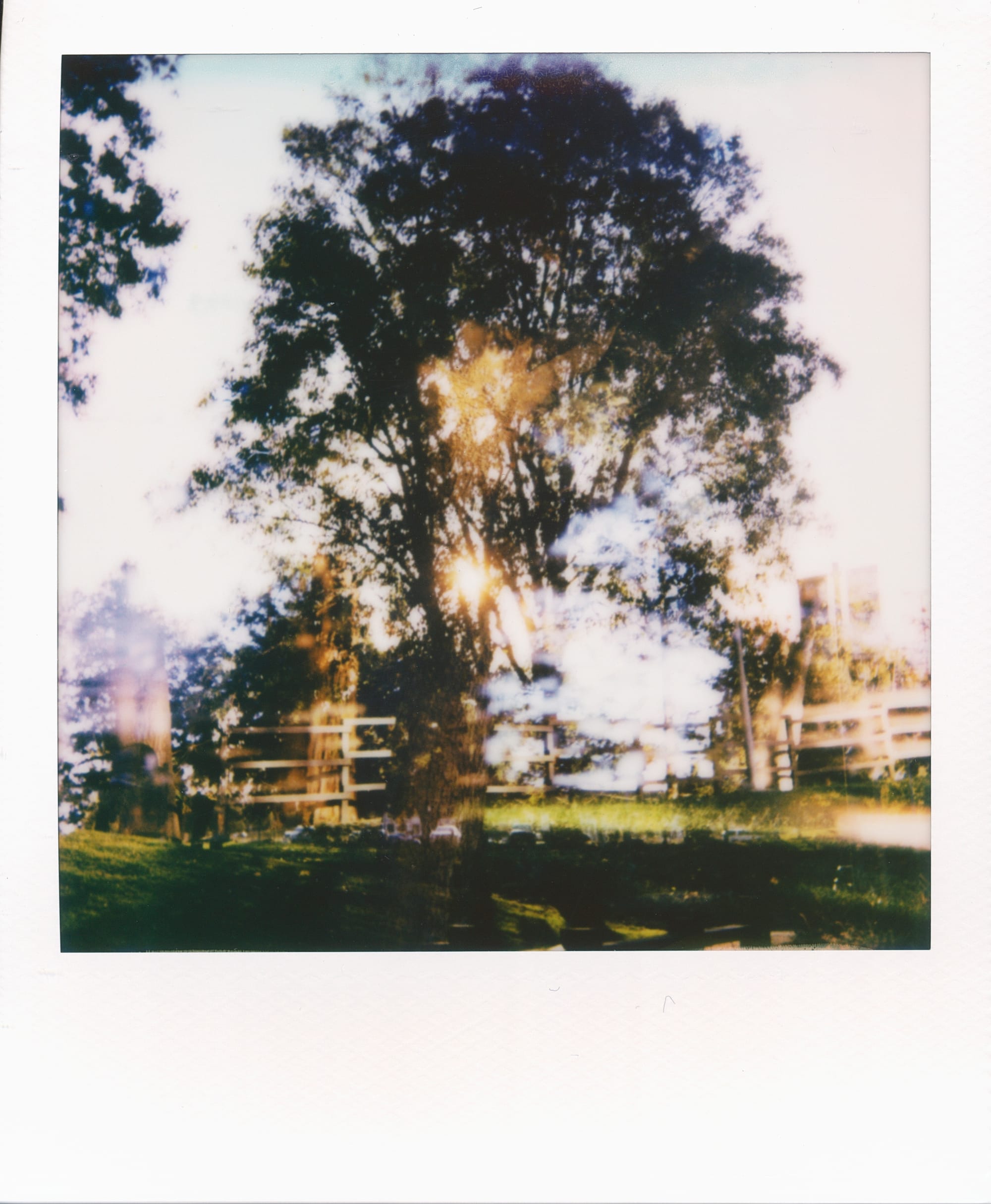 A tall tree with a simple wooden fence behind it, sunlight peeking through its branches. Picture is blurry overall..