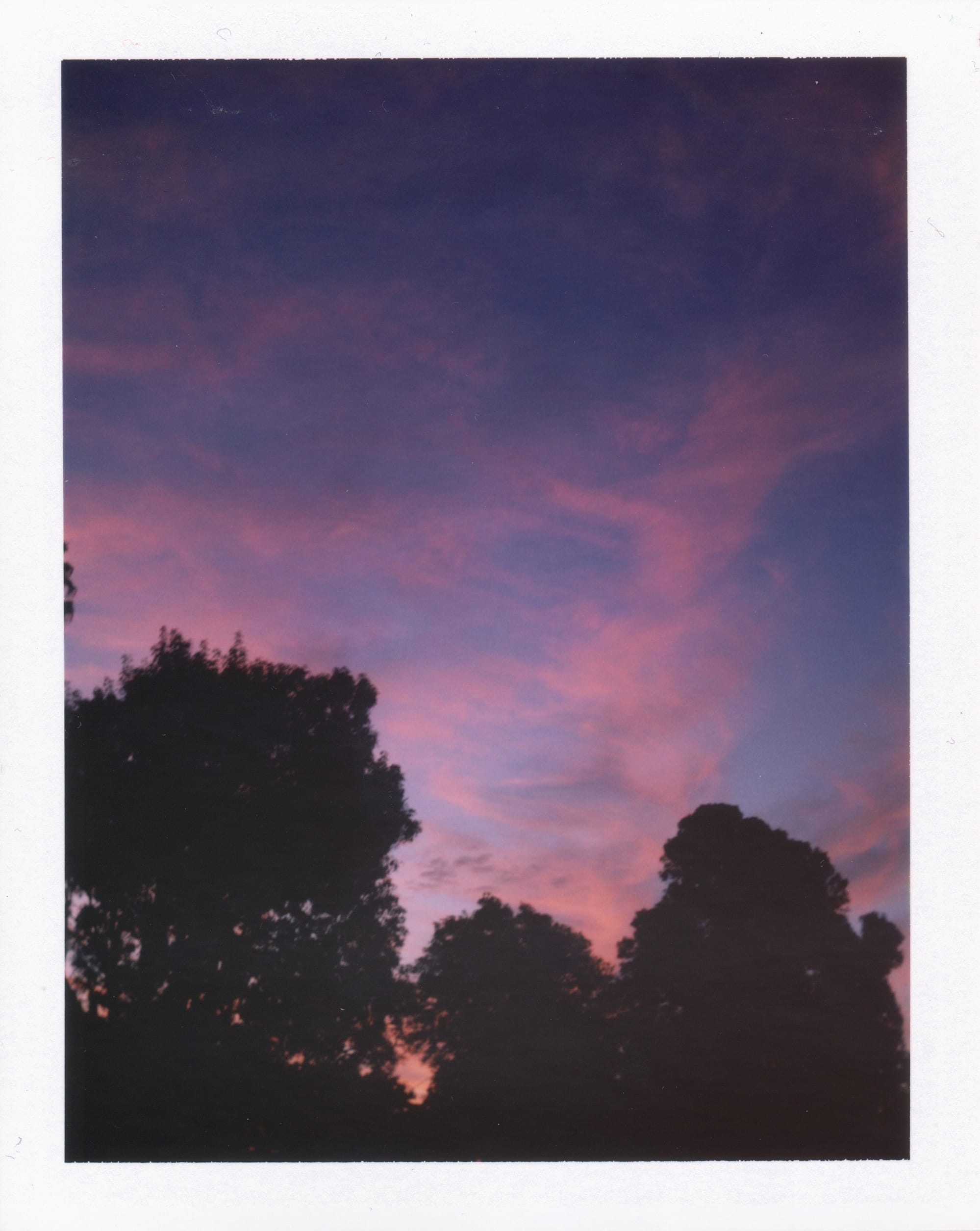 Darkening blue sky at sunset with pink wispy clouds and dark tree silhouettes at the bottom of the frame