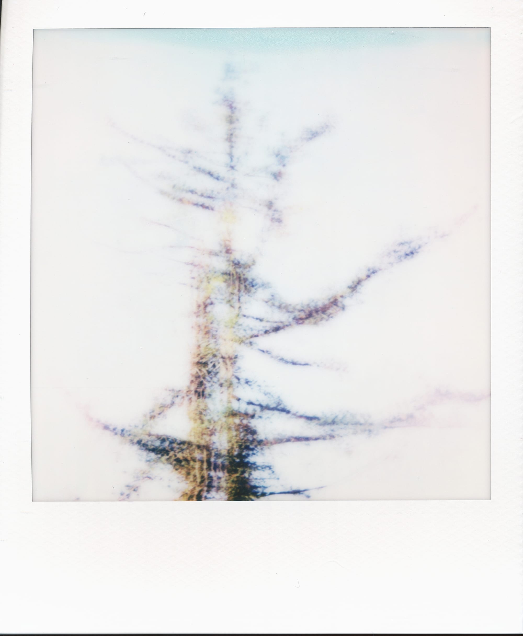 An abstract-looking, blurry, overexposed picture of a scraggly tree top against a blown out sky