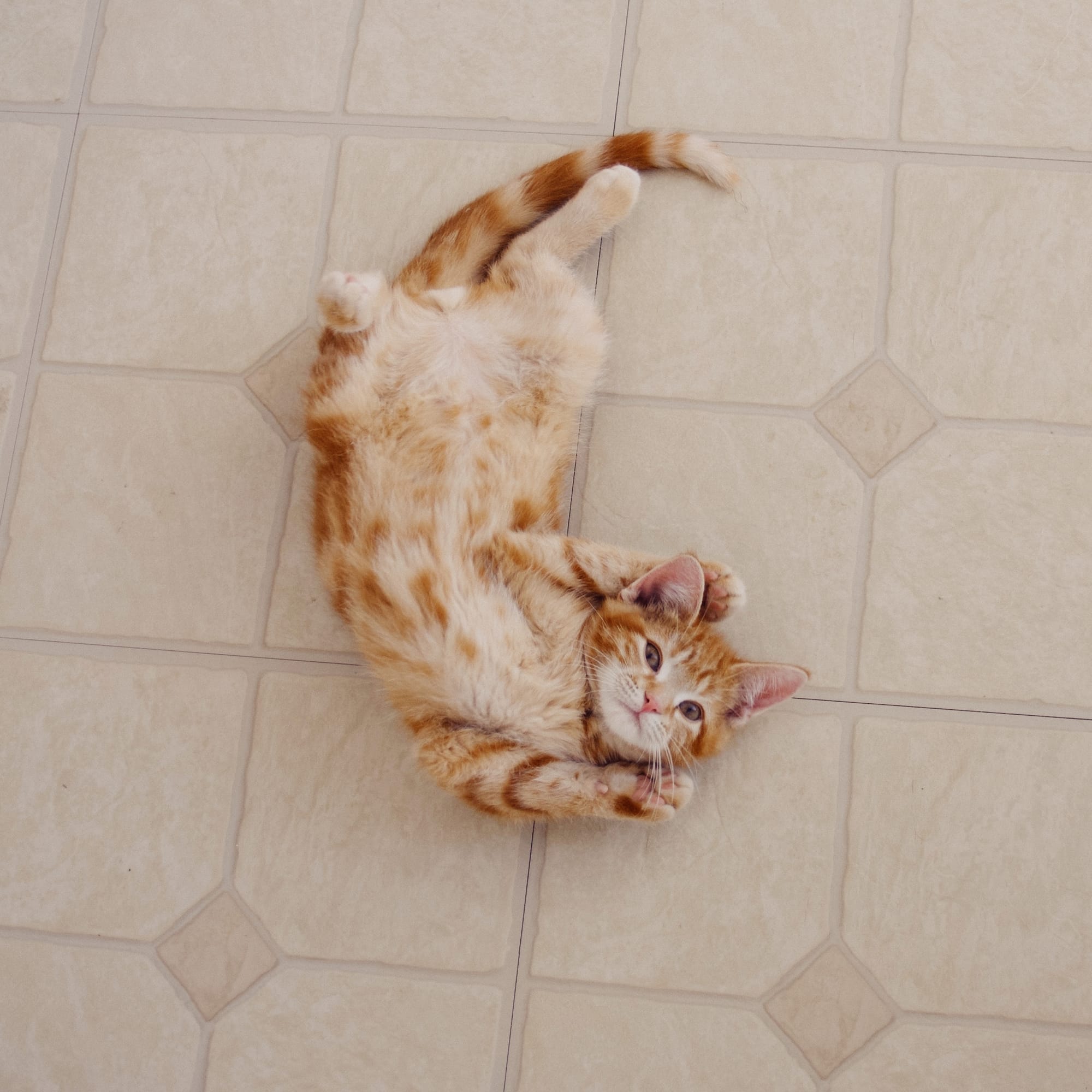 Orange and cream tabby kitten on his back on a linoleum floor, his legs splayed out and his front paws hugging the sides of his head