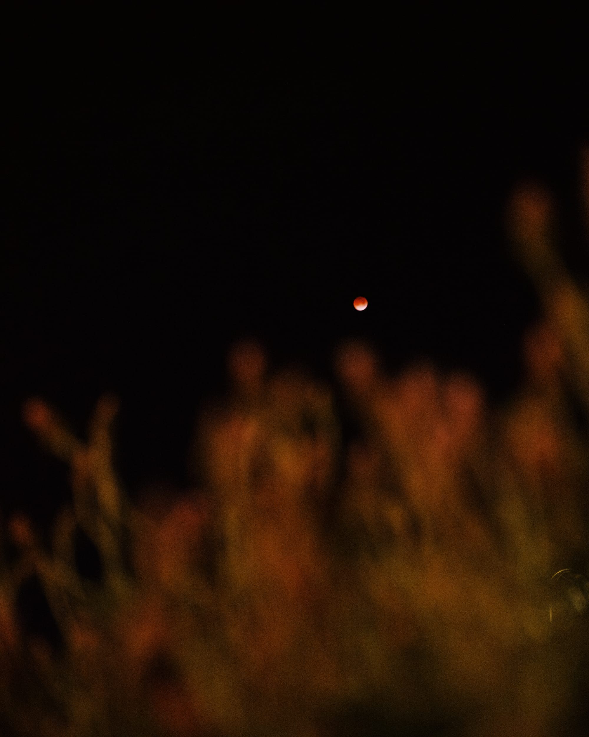 Blurred foliage in the foreground, lit with ambient light from the front of my house, with a partially red lunar eclipse in the background