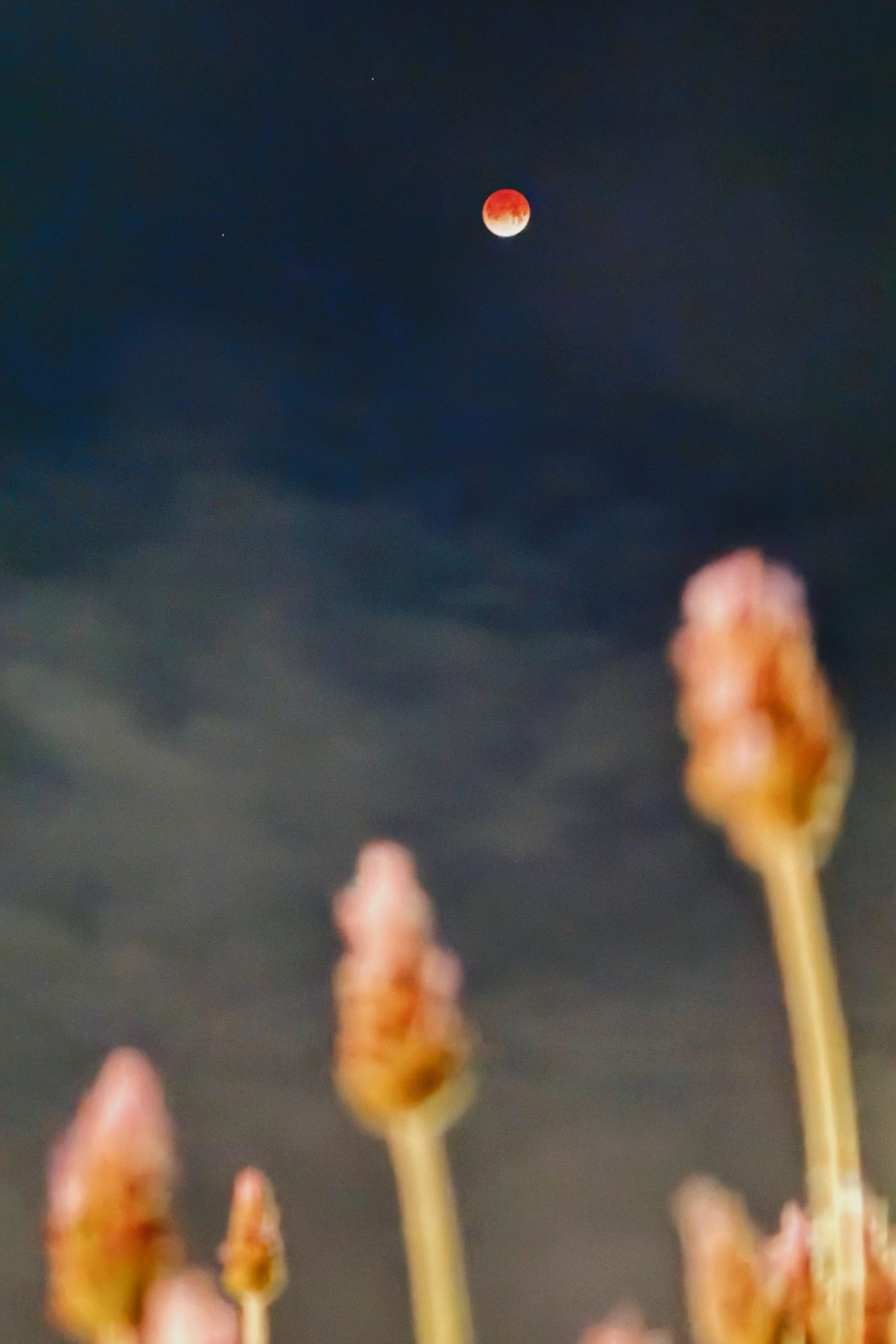 Lunar eclipse, already partially transitioning out of peak, some overexposed, out of focus, lavender stalks in the foreground