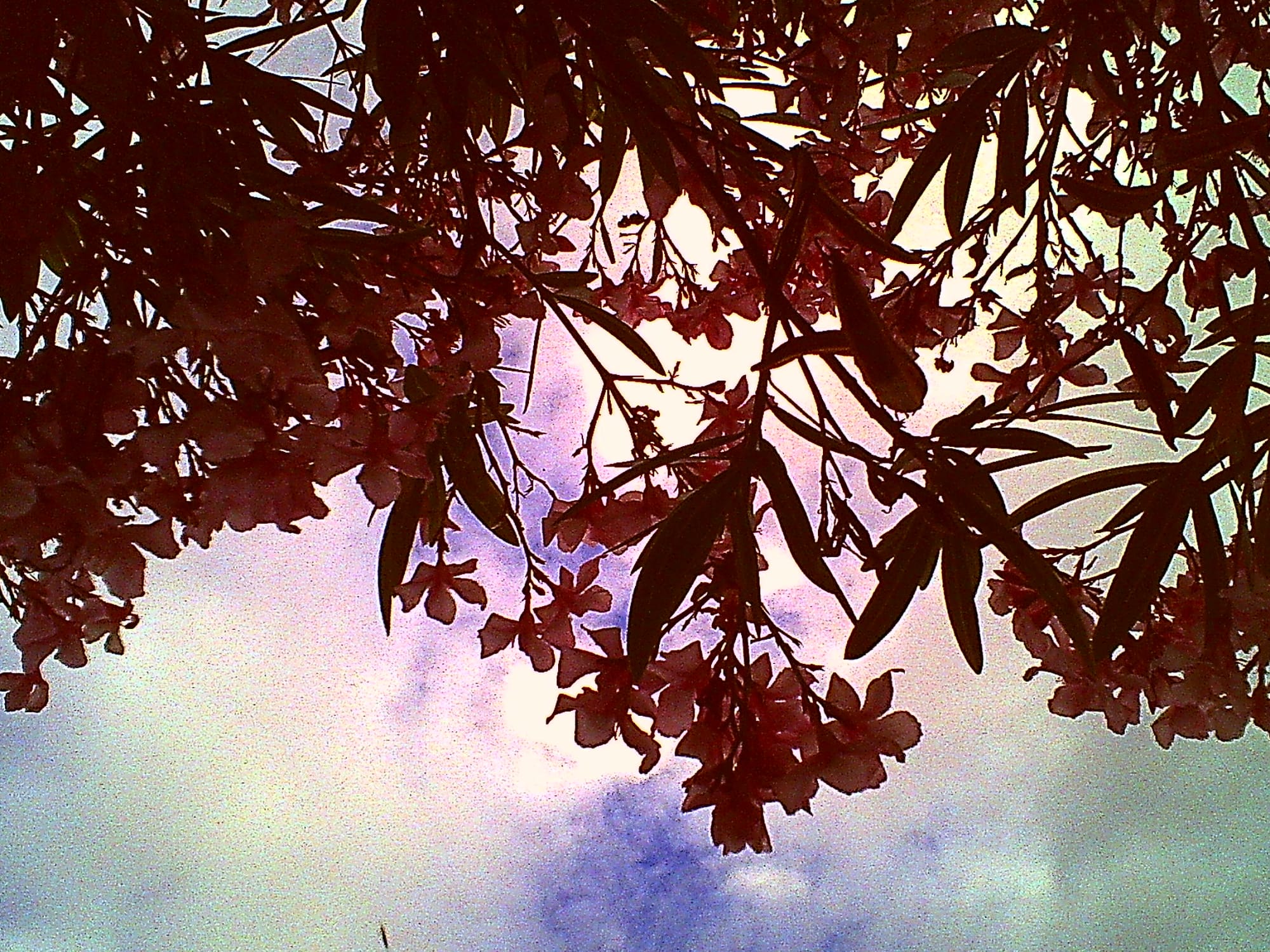 Low-res image looking up at flowering branches with pink flowers, a cloudy blue sky in the background