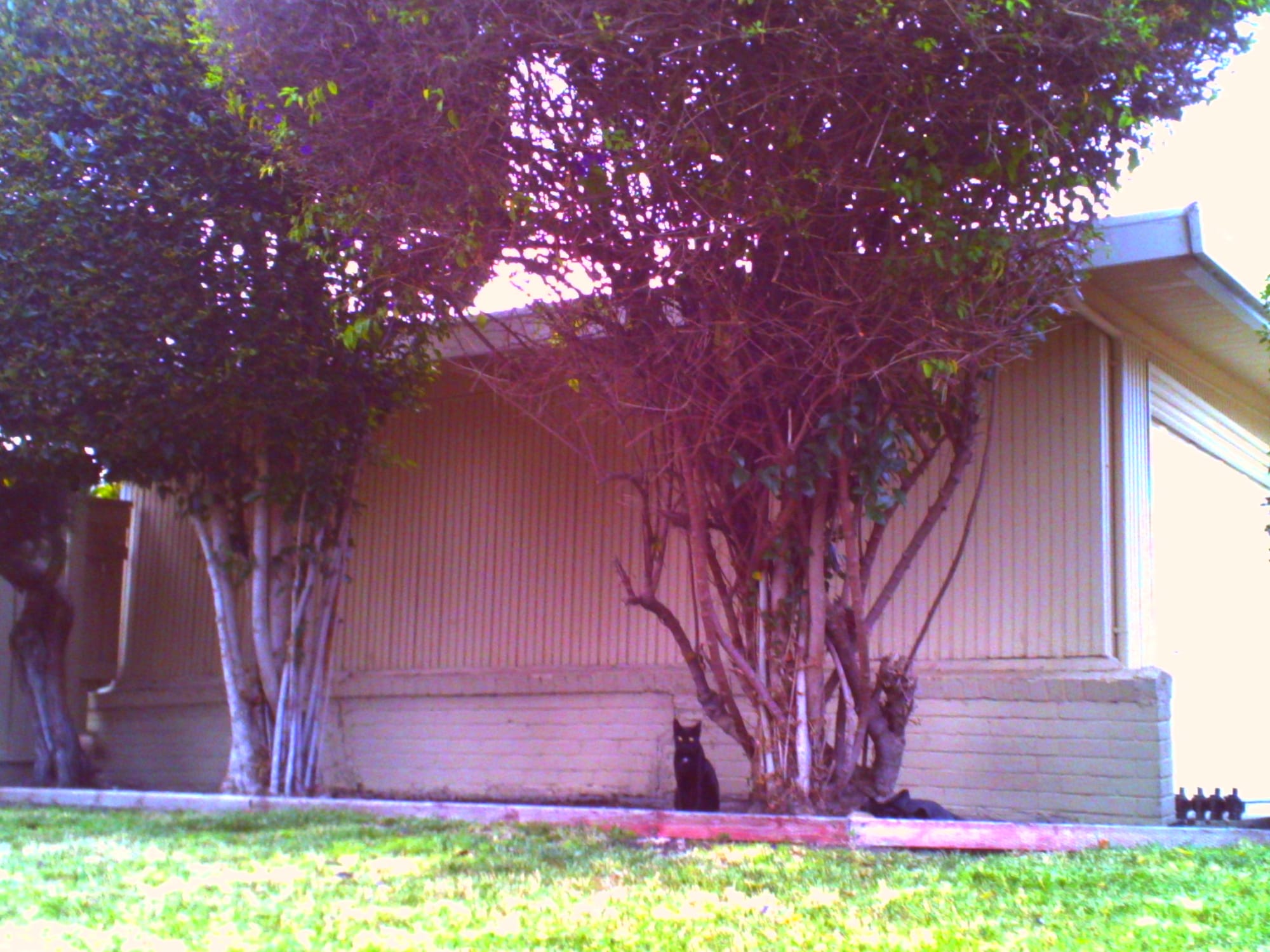 Low-res, overexposed picture of a black cat sitting under a large tree in front of someone's house