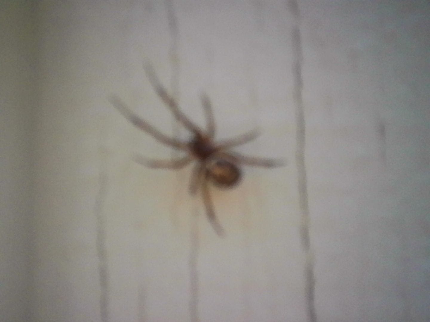 Out-of-focus close up of a spider on a wall, its menacing shape still distinguishable