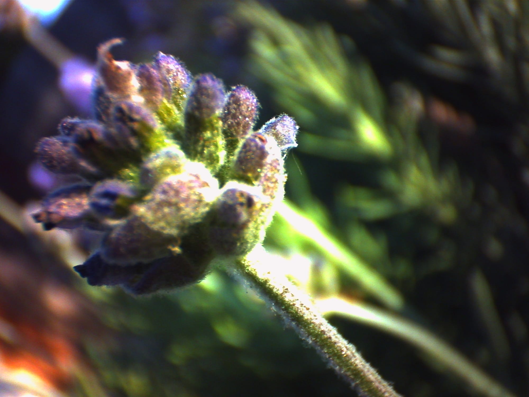 An out-of-focus macro shot of a lavender flower shot at an angle