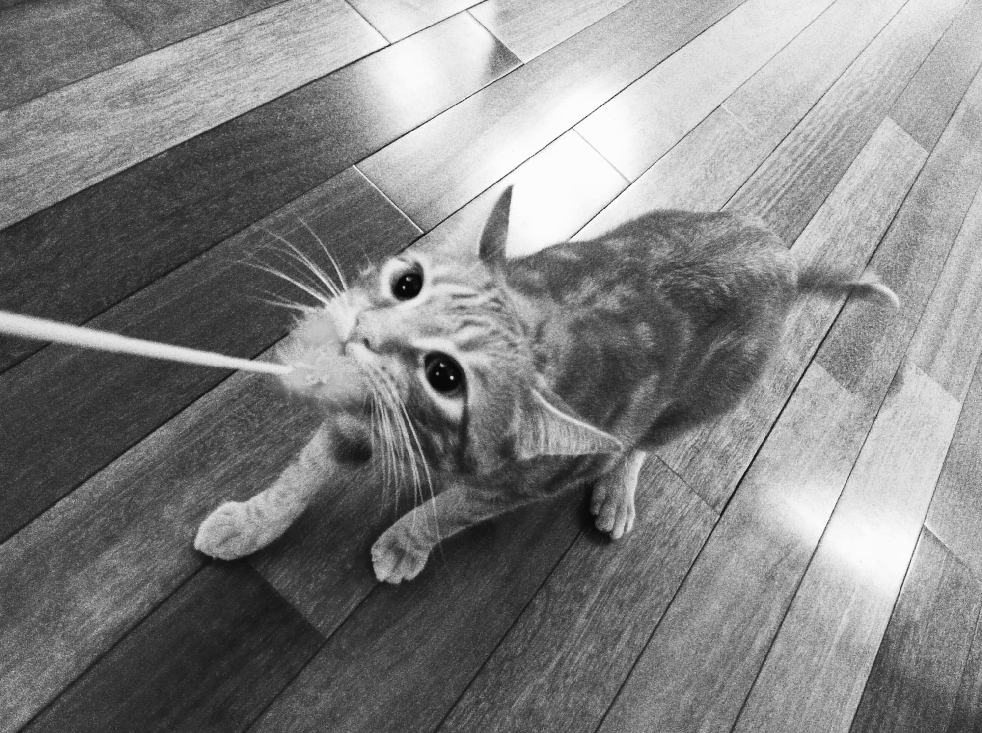 Black and white image of a tabby cat gripping a cat toy on a stick with his mouth and braced backwards to pull away