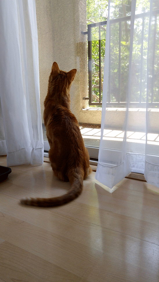 Animated GIF of an orange and cream tabby looking out a sliding door, animatedly swishing his tail back and forth because of something he saw outside