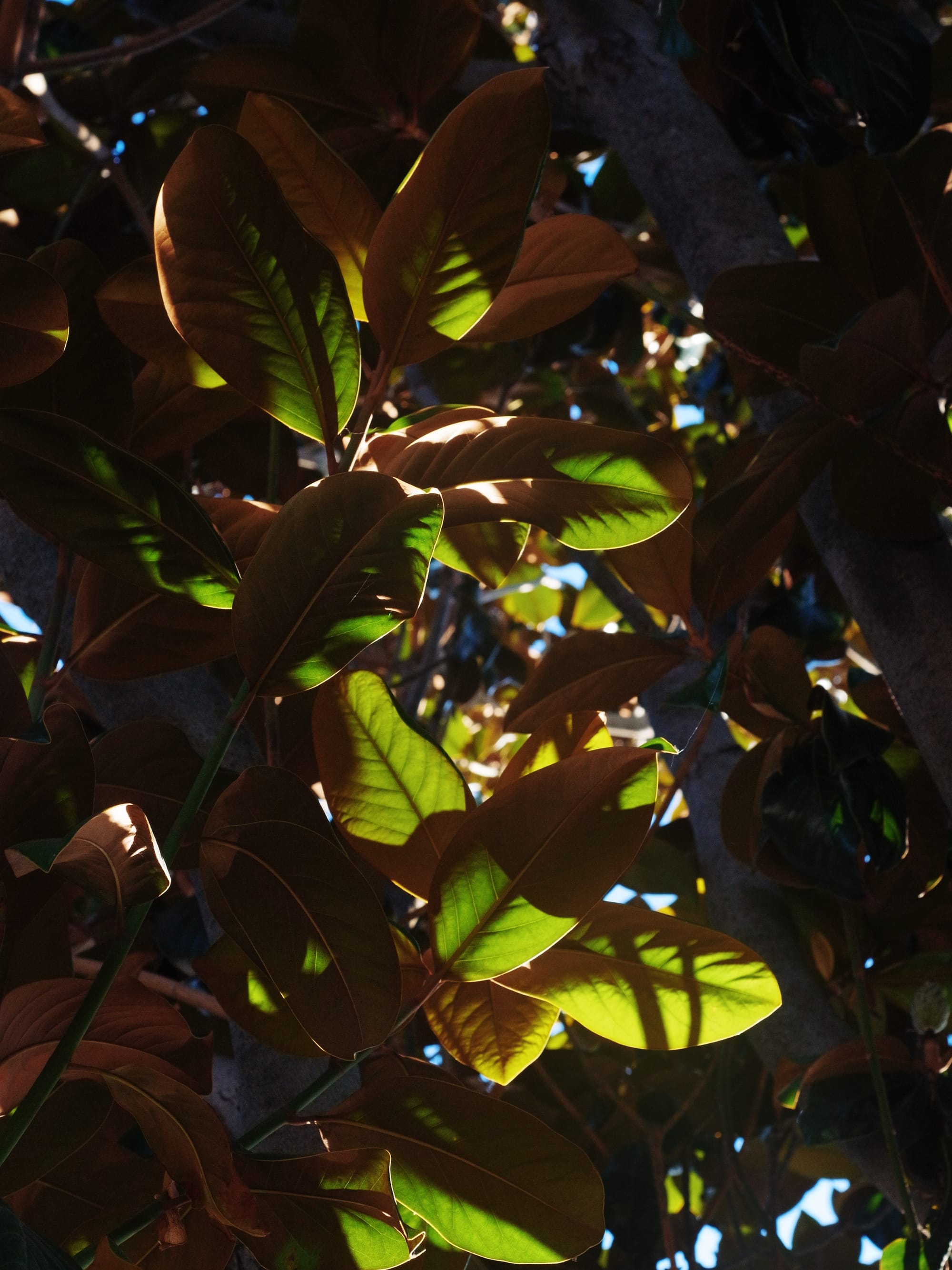 Looking up into unknown tree with large, round brown and green leaves with bright sunlight highlighting the green in the leaves