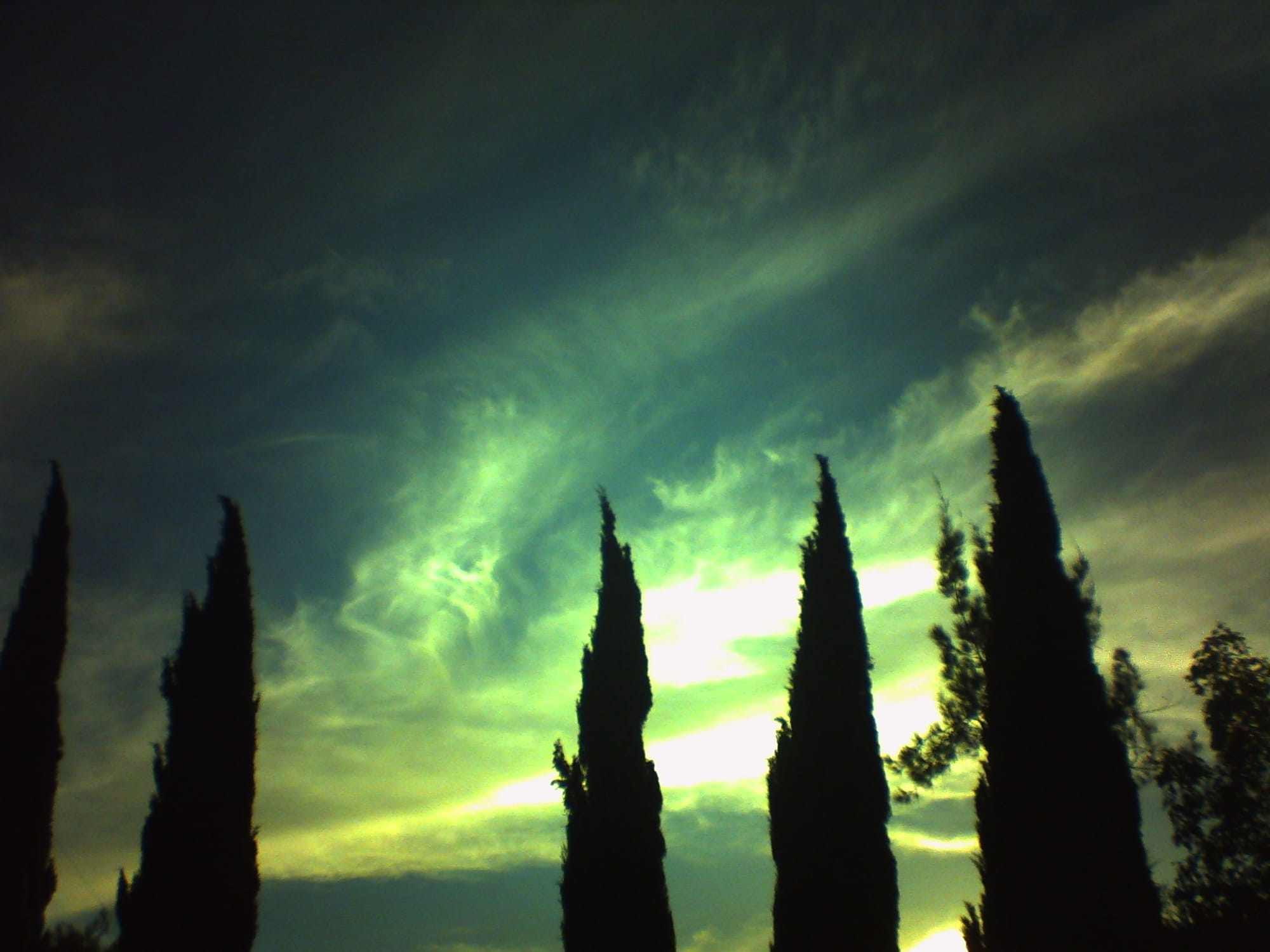 Group of tall, thin treetop silhouettes against bright sunlight breaking through wispy, feathery clouds