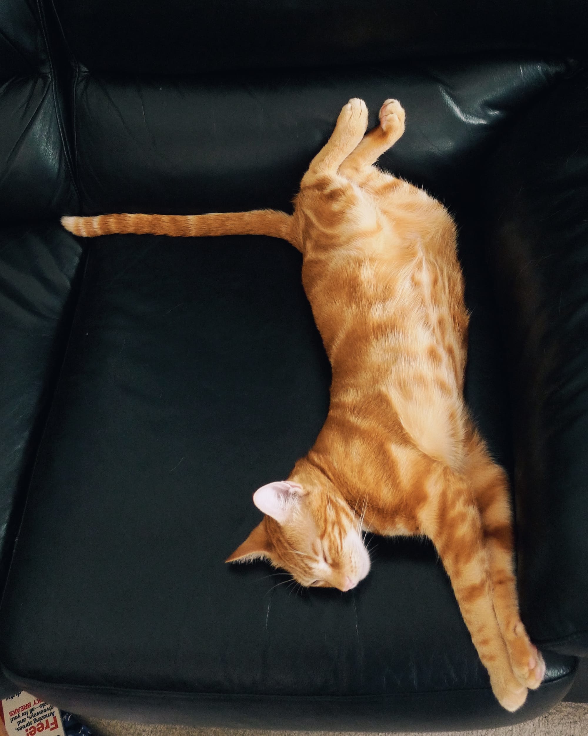 Orange and cream tabby cat stretched out on a black leather sofa with his belly showing and his legs extended