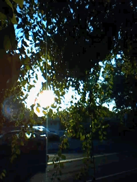 Animated GIF of sunlight shining through hanging tree branches, directly into camera lens