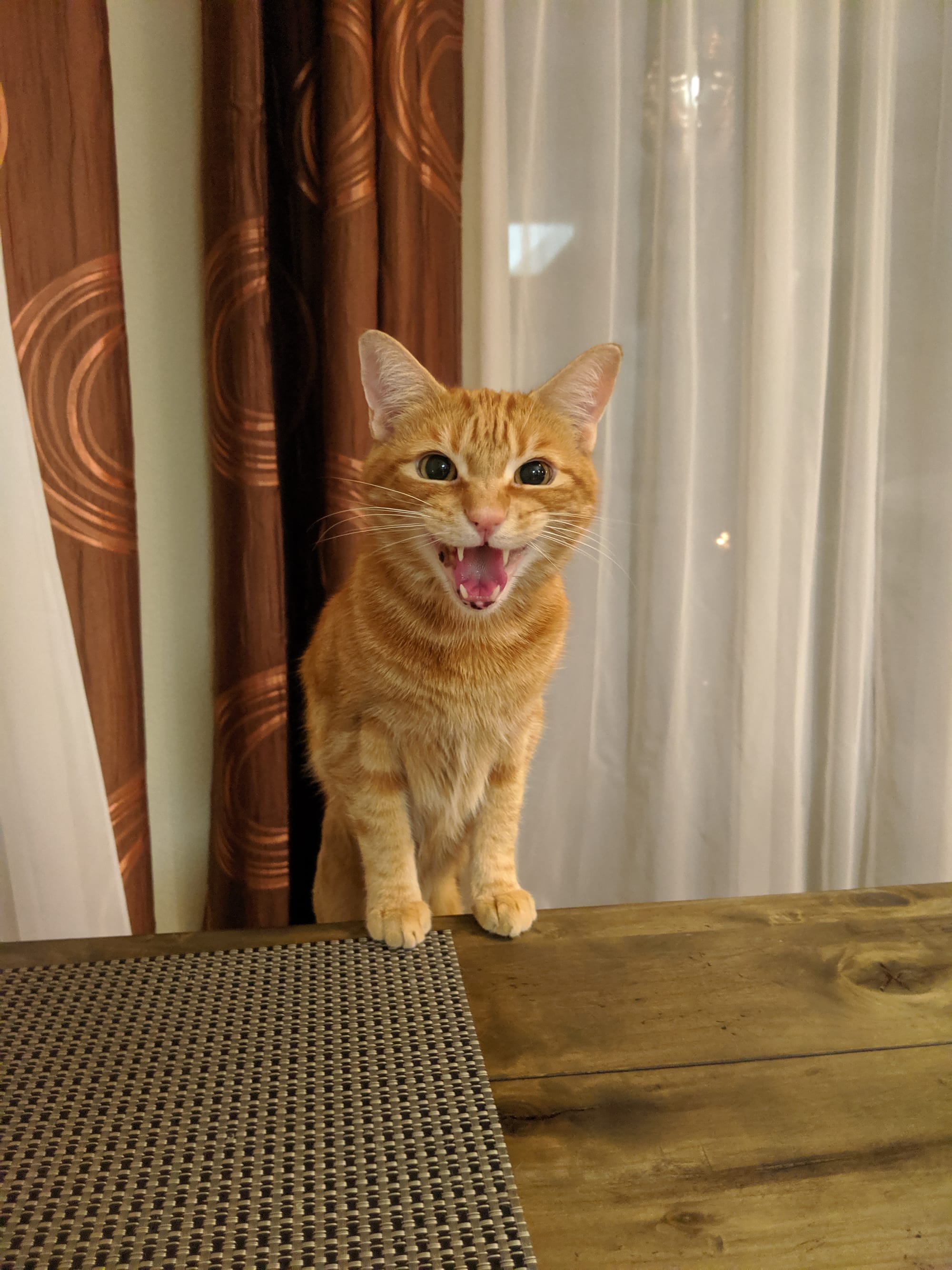 Orange and cream tabby with his paws up on a table, looking at the camera and meowing with his mouth wide open