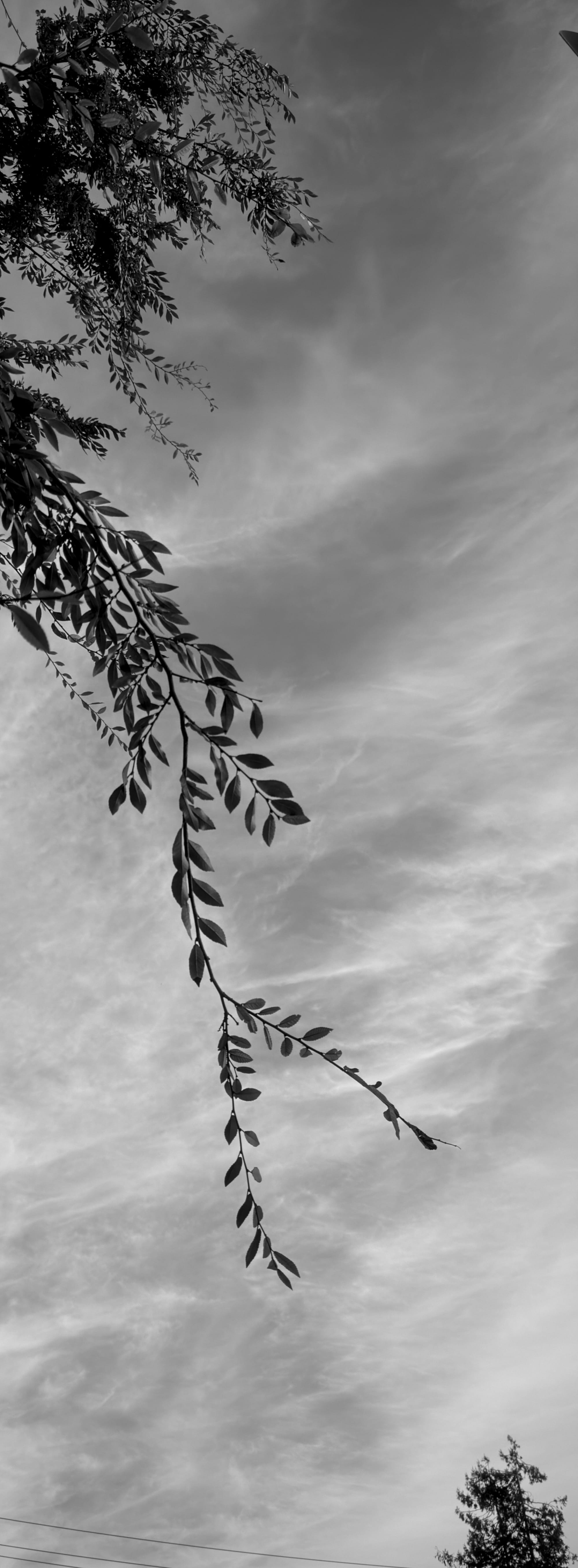 Black and white vertical panorama of a single wispy branch with a few little offshoots and several small leaves in front of a wavy cloudy sky, a few power lines and a top of a tree visible at the bottom of the frame
