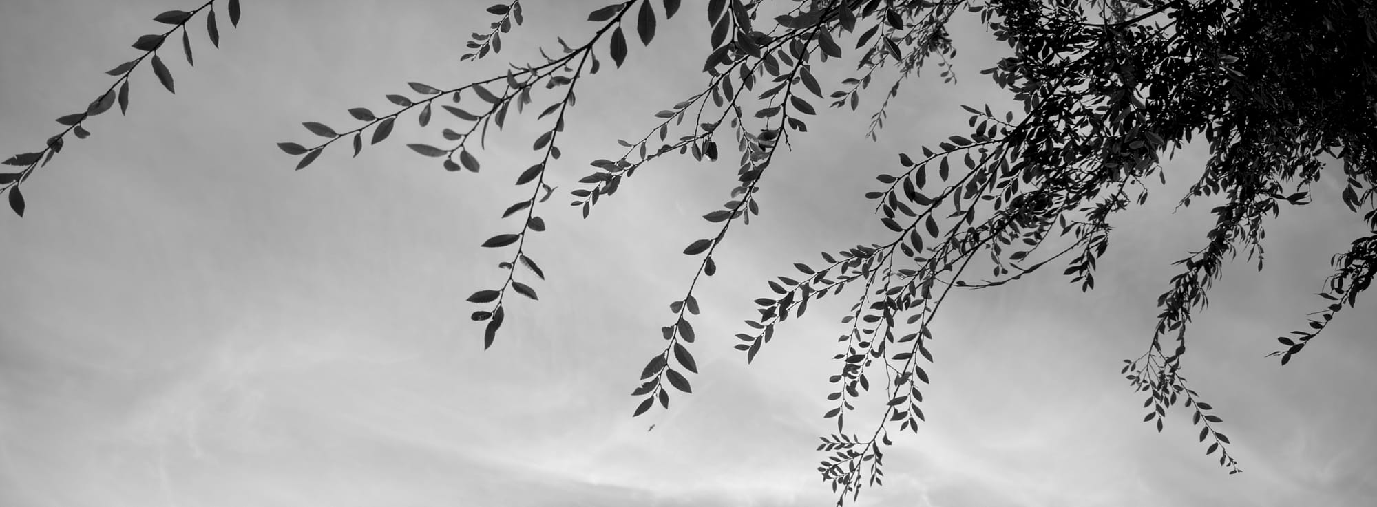 Black and white image of wispy branches with small leaves hanging in front of a cloudy sky