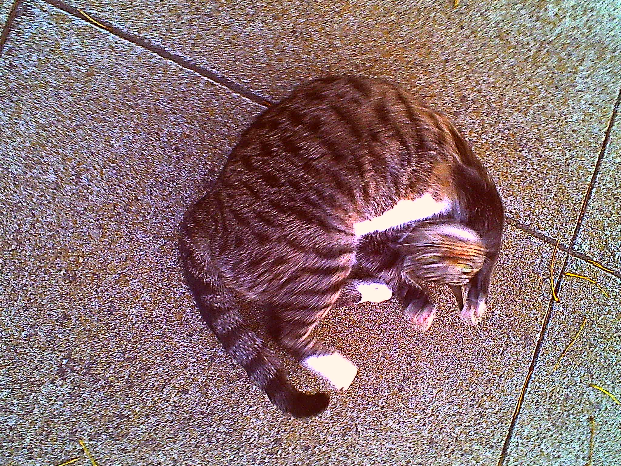 A gray tabby kitty with white feet and belly, rolling on his back on the sidewalk
