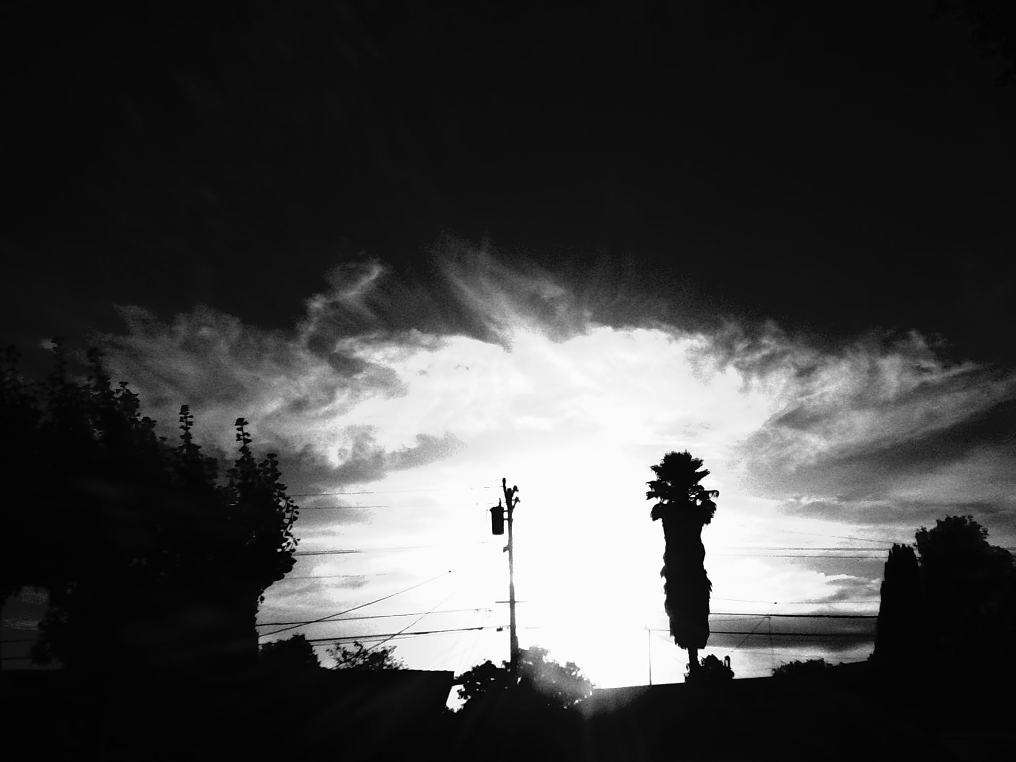 Black and white image of power lines, a tall, ungroomed palm tree, and some other tree tops backlit by intense sunlight, darkened sky above