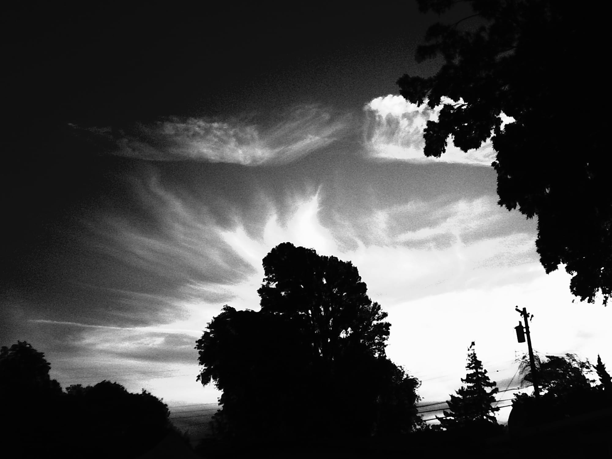 High-contrast black and white photo of a large, "fluffy" tree framed by wispy white clouds radiating around its silhouette