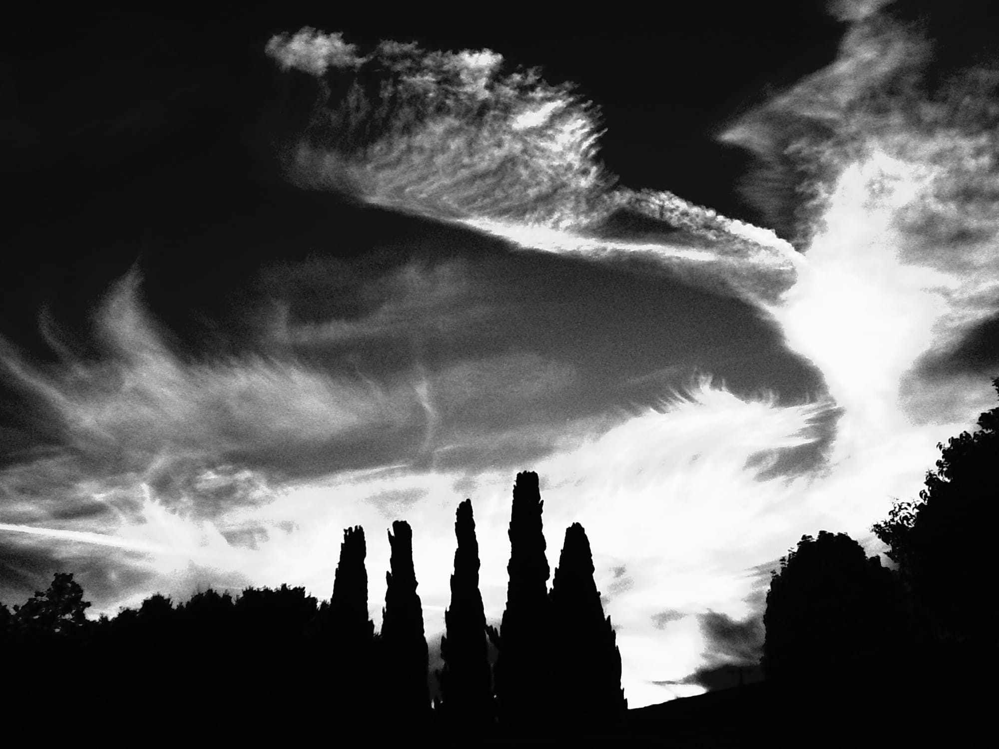 High-contrast black and white picture of clouds making wispy, abstract, painterly patterns in the sky, some tall, thin evergreen trees silhouetted in the center foreground