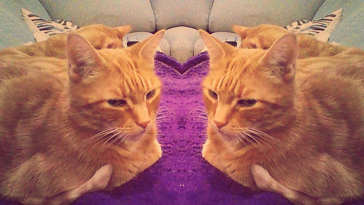 Picture of an orange tabby cat sitting on a purple blanket with another cat behind him, mirrored horizontally