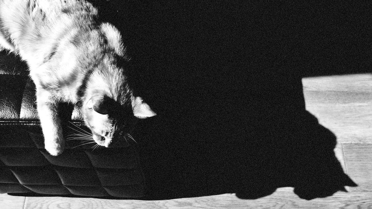 Black and white image of a cat lying on a black ottoman on the left, and his shadow on the floor on the right