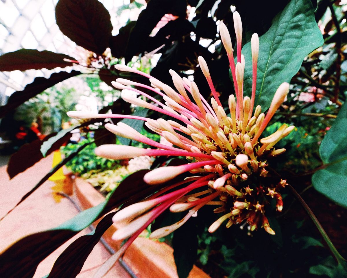 Close up of an unknown flower with a bloom that looks like fireworks exploding