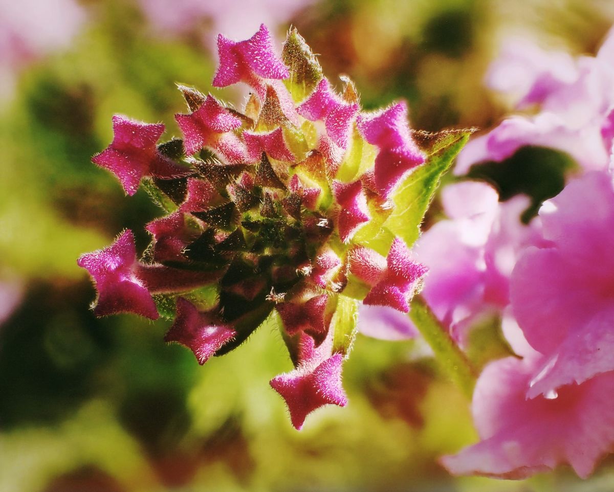 Very close macro of a lantana bloom before the flowers open, appearing like little stars or butterfly shapes