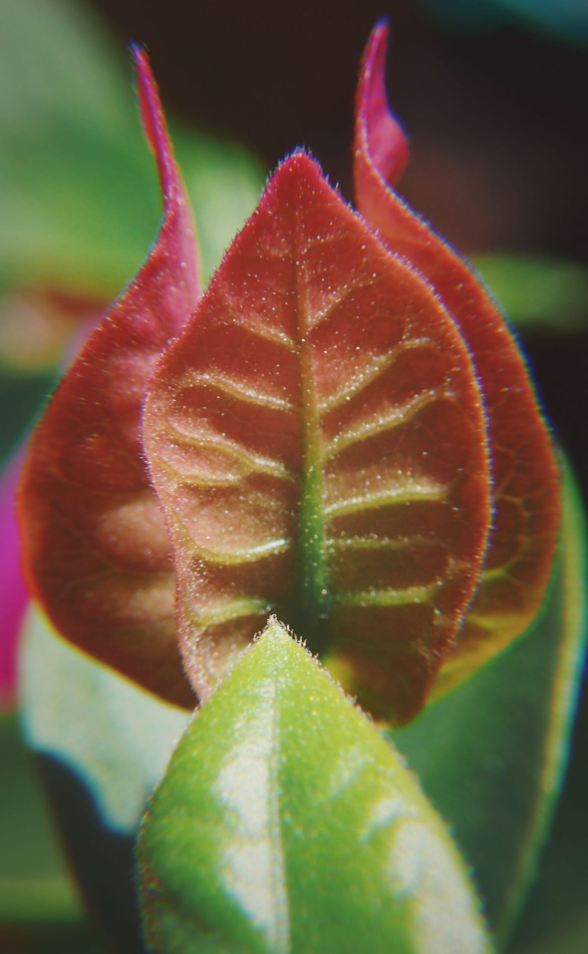 Macro shot of a small bougainvillea bract