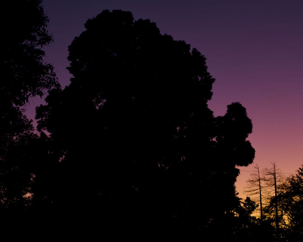 Huge puffy cloud-like tree silhouette against a sunset gradient sky from dark purple at the top to bright peach at the bottom