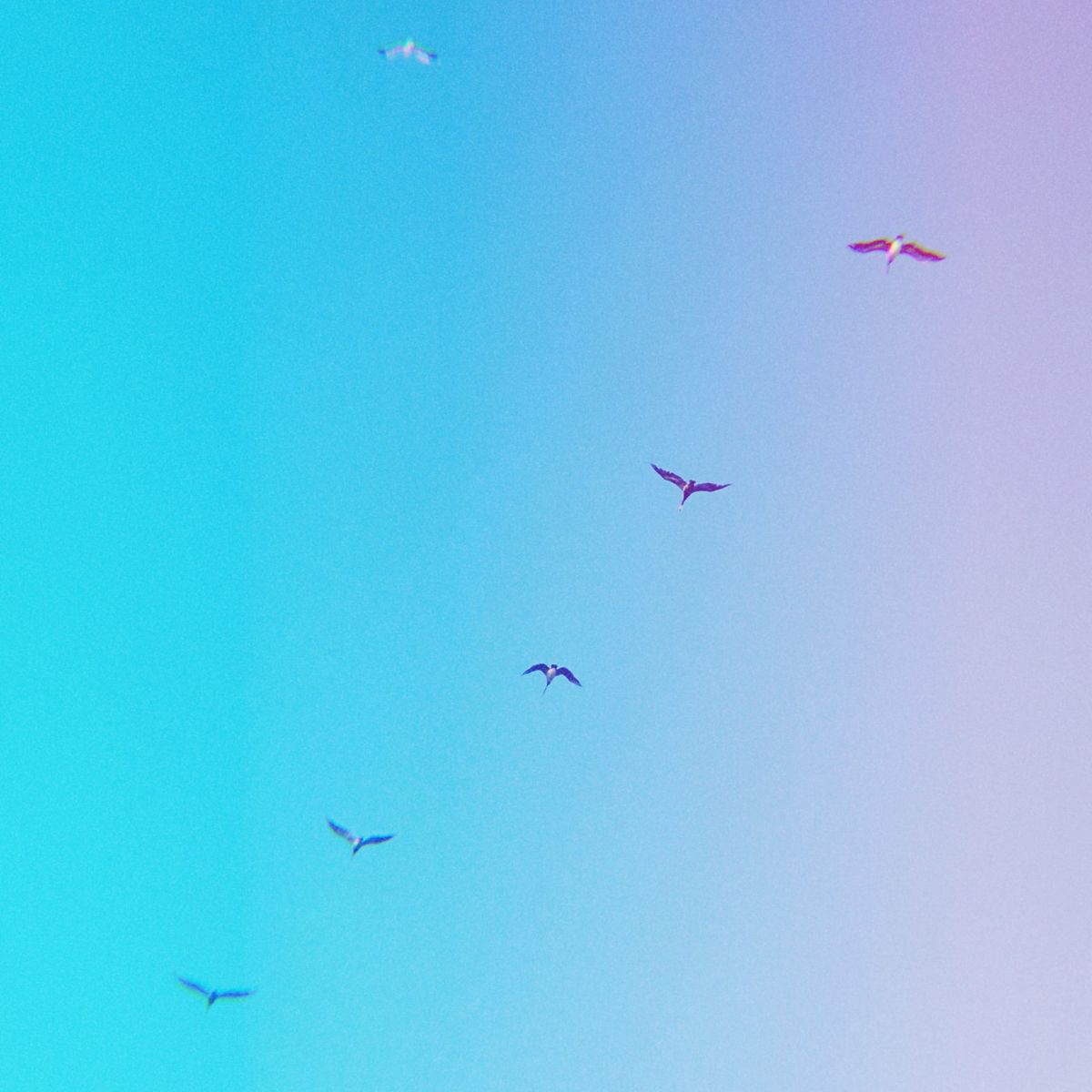 Looking up in the sky at 5 dark birds (pelicans?) in a diagonal, with seagull to the top left of them in the frame