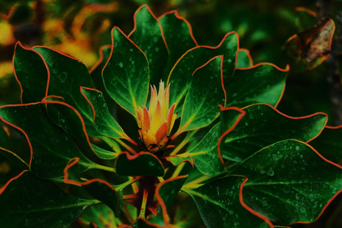 Close up of an unknown plant with wavy, red-edged leaves and a yellow and red spiky "bloom" in the center