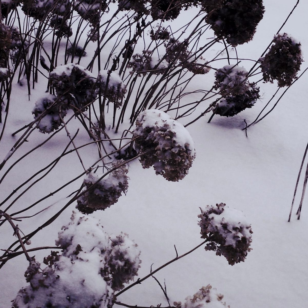 Tinted monochrome picture of unknown dried plants covered in snow