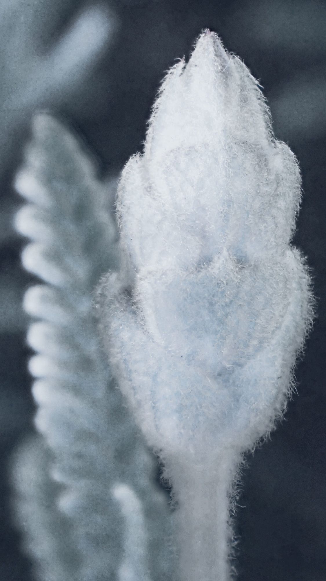 Monochrome, infrared-esque close up of a young lavender flower bud which is still in its "fuzzy" phase