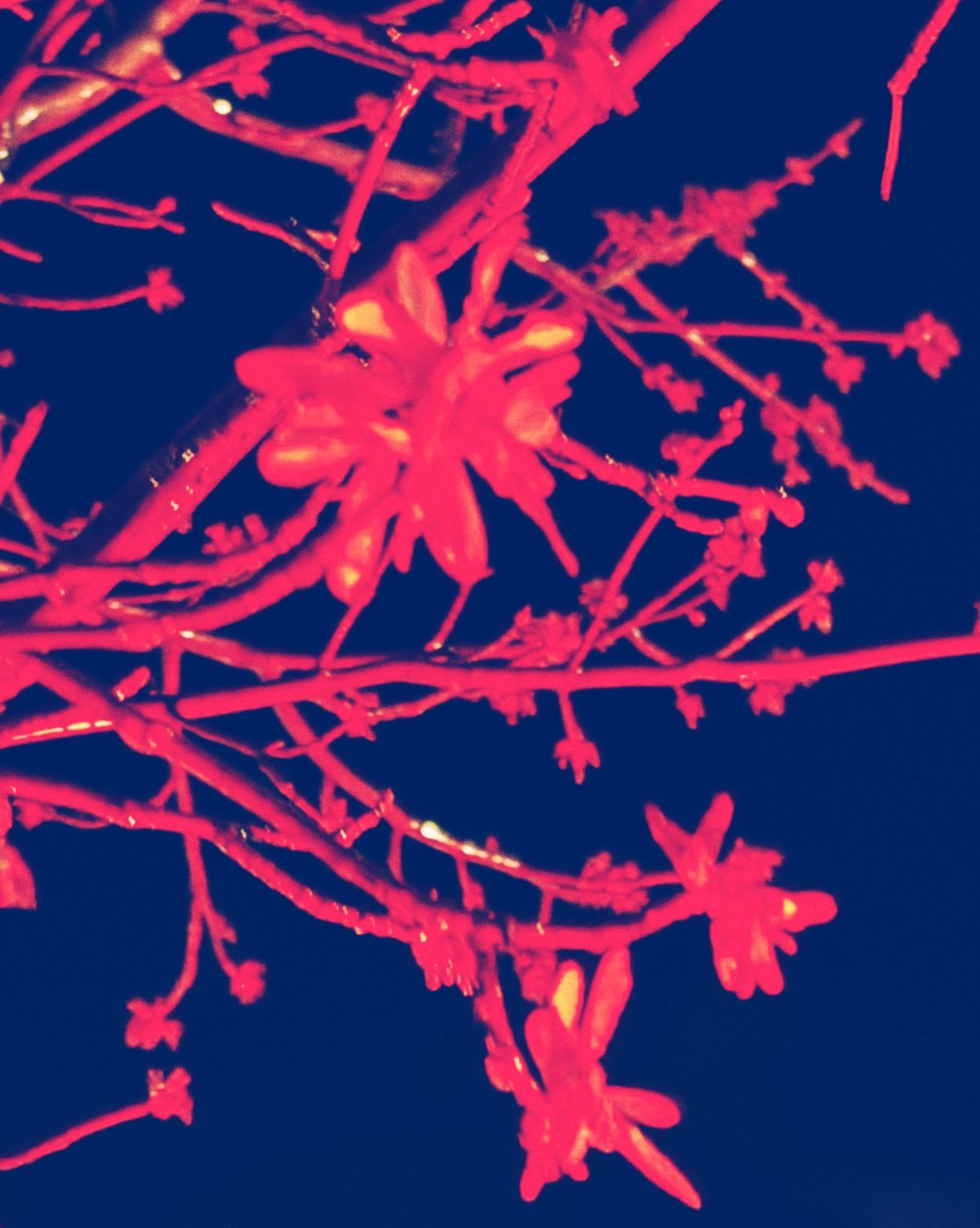 Blurry vivid red-lit branches and unknown flowers against a blue-black night sky