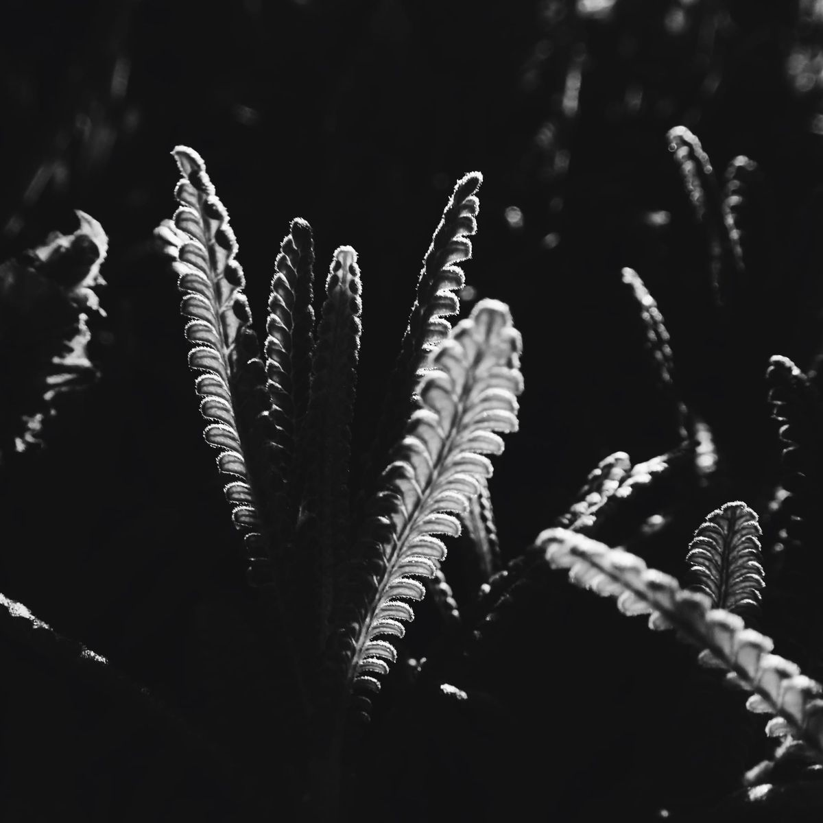 Black and white image of lavender plant leaves highlighted around the edges by strong mid-day sunlight