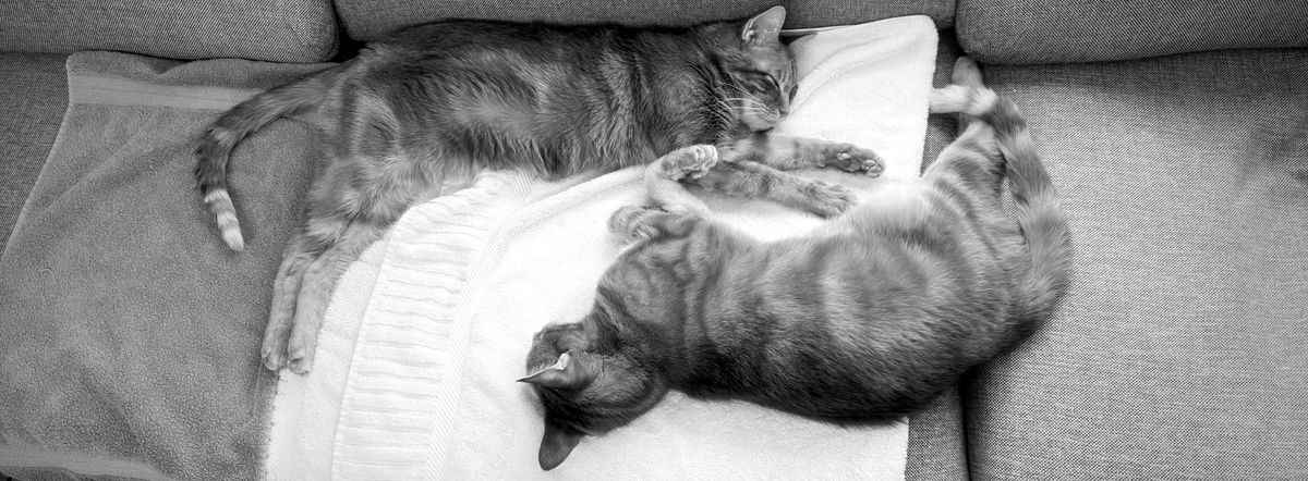 Overhead shot of two cats napping on towels on a couch, one stretched out at the top, the other stretched below facing opposite