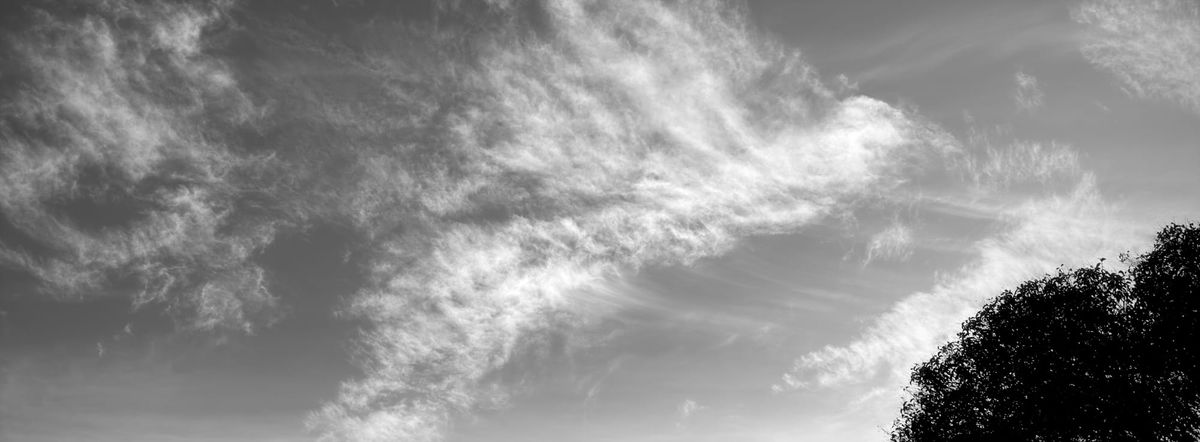 Black and white panoramic photo of wispy clouds in the sky and a dark treetop silhouette in the lower right corner