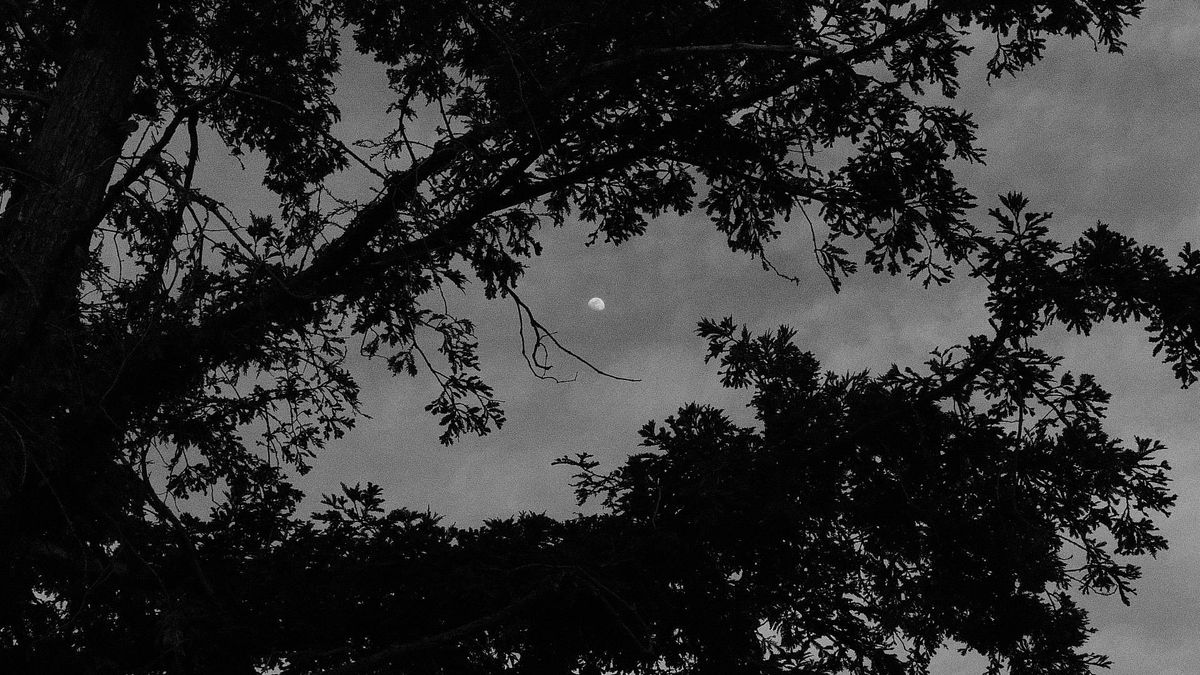 Grainy black and white image of a small partial moon in the sky framed by dark, dense tree branches