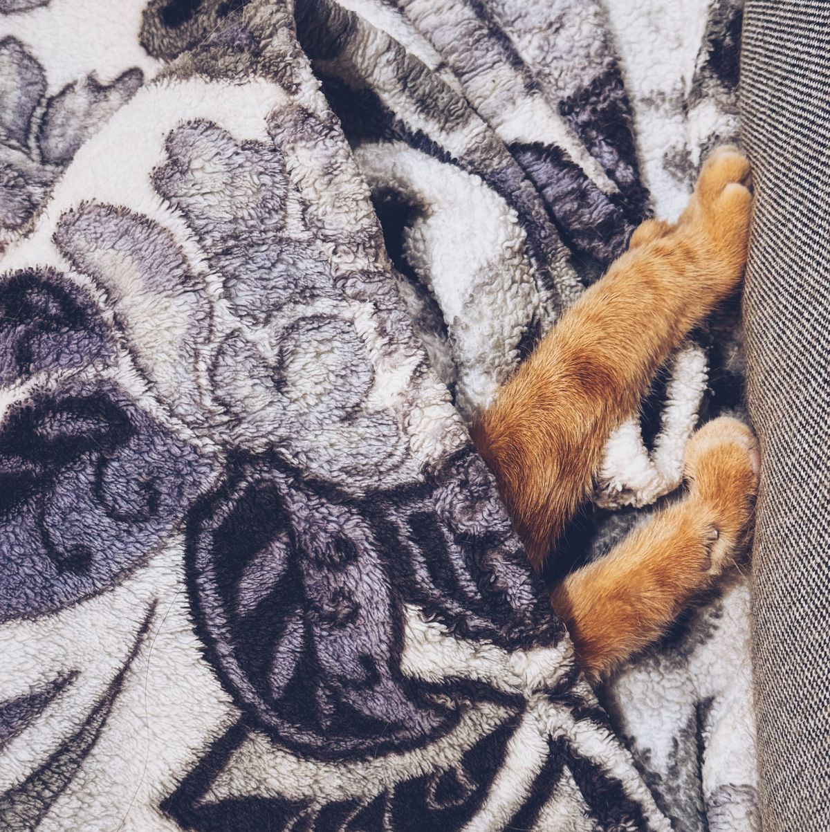 Front paws of an orange tabby peeking out from under a white fuzzy blanket with a purple-gray, black, and light gray floral motif
