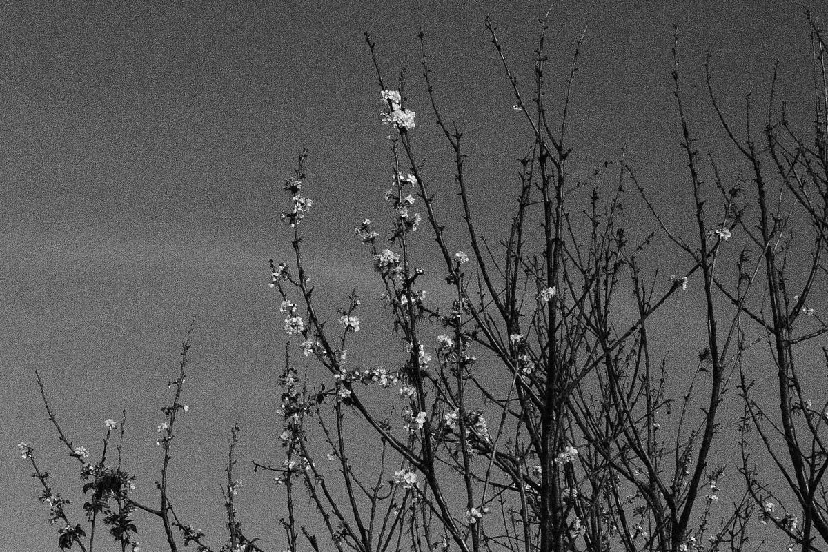 Grainy black and white image of the top of an unknown flowering tree, its branches reaching vertically, some dotted with blooms